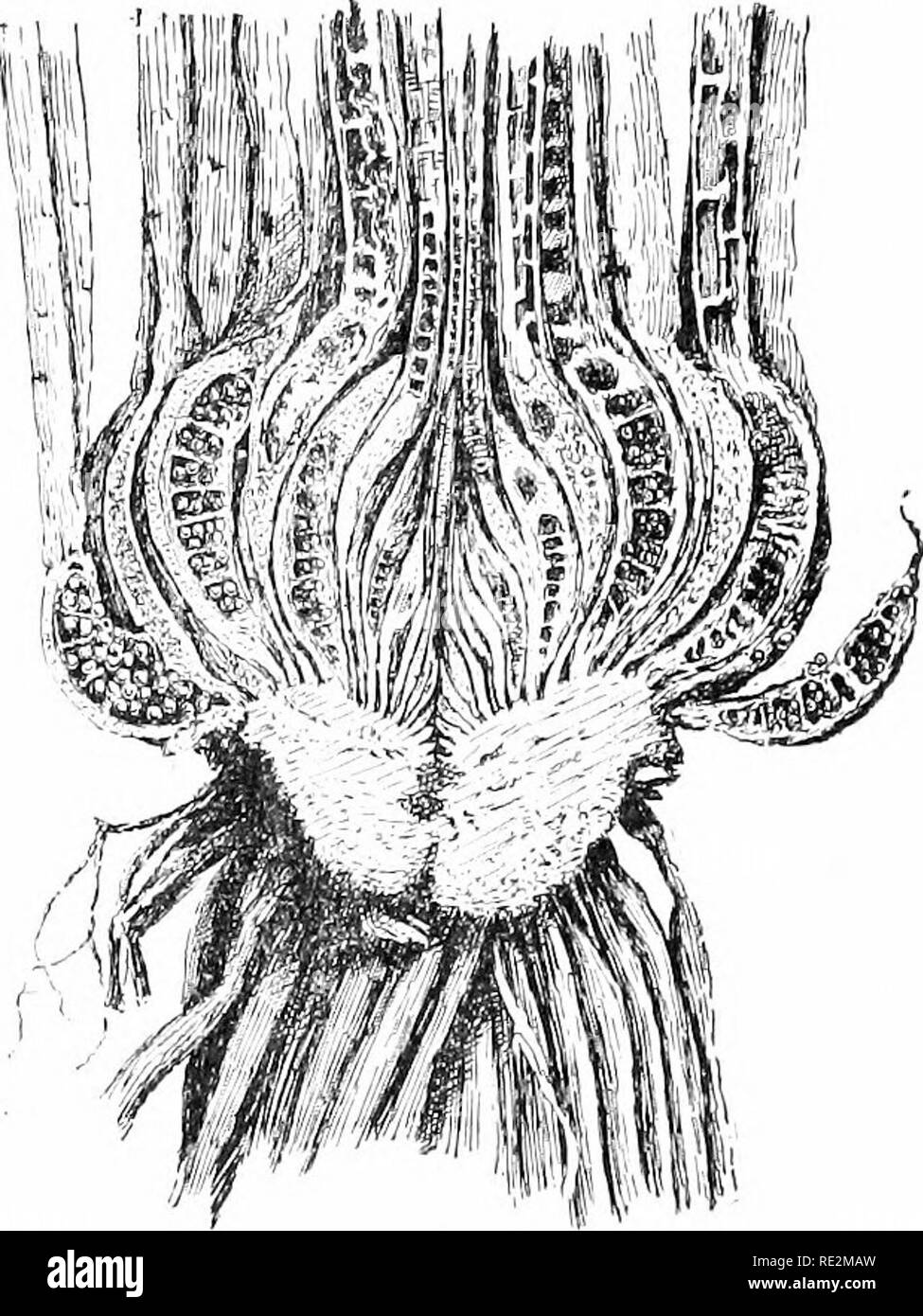 . Elementary botany. Botany. Fig. 337. Fig-33S. Base of leaf of isoetes, Section of plant of Isoetes engelmanii, showing cup- showing sporan,t&lt;ium with shaped stem, and longitudinal sections of the sporan- macrospoi-cs. (Isoetes en- gia in the thickened bases of the leaves, gelmannii.) ure from the other portions of the leaf. This is a sporangium. Beside the spores on the inside of the sporangium, there are strands of sterile tissue which extend across the cavity. This is peculiar to isoetes of all the members of the class of jilants to which the ferns belong, but it will be remembered that Stock Photo