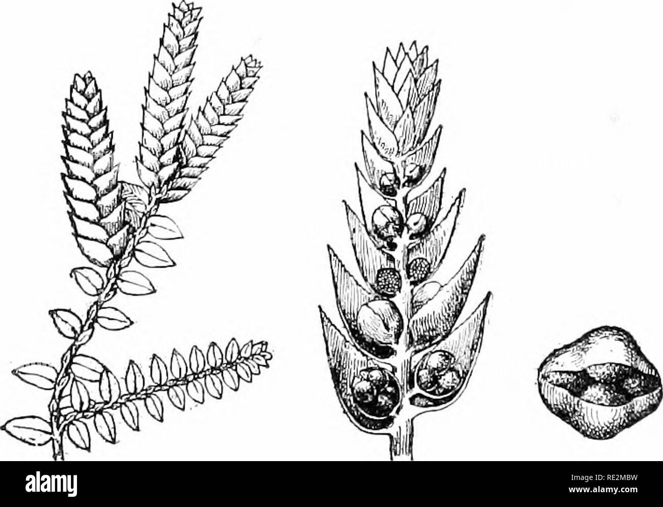 . Elementary botany. Botany. 286 MORPHOLOGY. buds which contain rudimentary shoot an&lt;l root and several thick green leaves. When they fall to the grounil lliey j^^now into new lycopodiuni plants, just as the bulbils of C}-sto[)teris do hich were described in the chapter on ferns. 583. Note.—The prothallia of the species of lycopodium which have been studied are singular objects. In L. cernuuni a cylindrical body sunk in the earth is formed, and fruni the Uj'per suriace there are gr&lt;*en lolies. In L. phlegmaria and some others slender branched, colorless bodies are formed which accordin Stock Photo