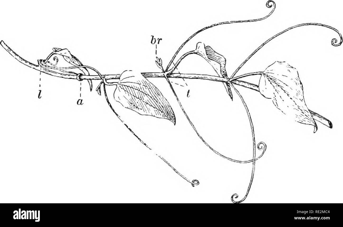 Pea hen Cut Out Stock Images & Pictures Alamy