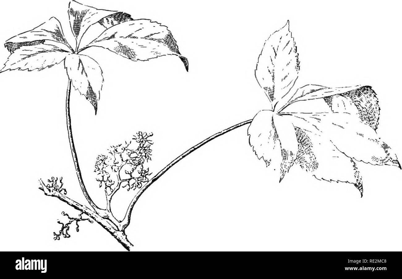 Virginia creeper climber Black and White Stock Photos & Images Alamy