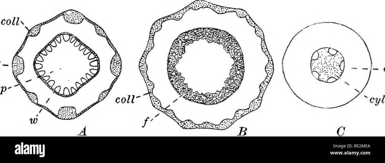 Practical Botany Botany The Stem And The Leaf 49 Of It Are As In The Case If The Hollow Flower Stalk Of The Garden Rhubarb And The Dandelion More Frequently The