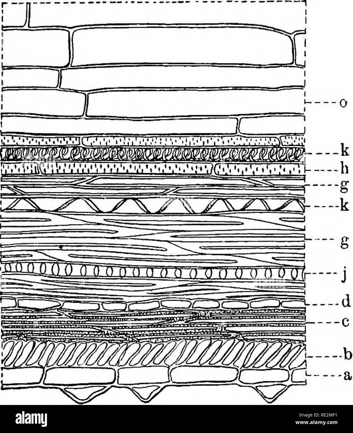 . A monograph of the North American species of the genus Polygonum. Polygonum. CROSS SECTION STEM OF POLYGONUM CALIFORNICUM Meisner. FIG. 2.. LONG SECTION STEM OF POLYGONUM CALIFORNICUM Meisner.. Please note that these images are extracted from scanned page images that may have been digitally enhanced for readability - coloration and appearance of these illustrations may not perfectly resemble the original work.. Small, John Kunkel, 1869-1938. [Lancaster, Pa. , The New Era Print] Stock Photo