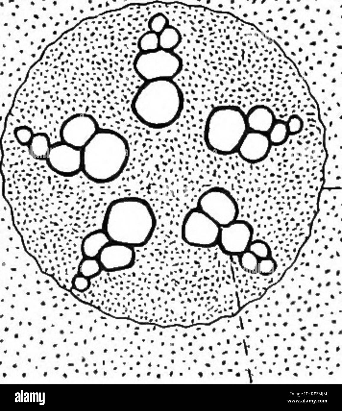 Practical Botany Botany Chapter Iii Roots 24 Structure Of Roots