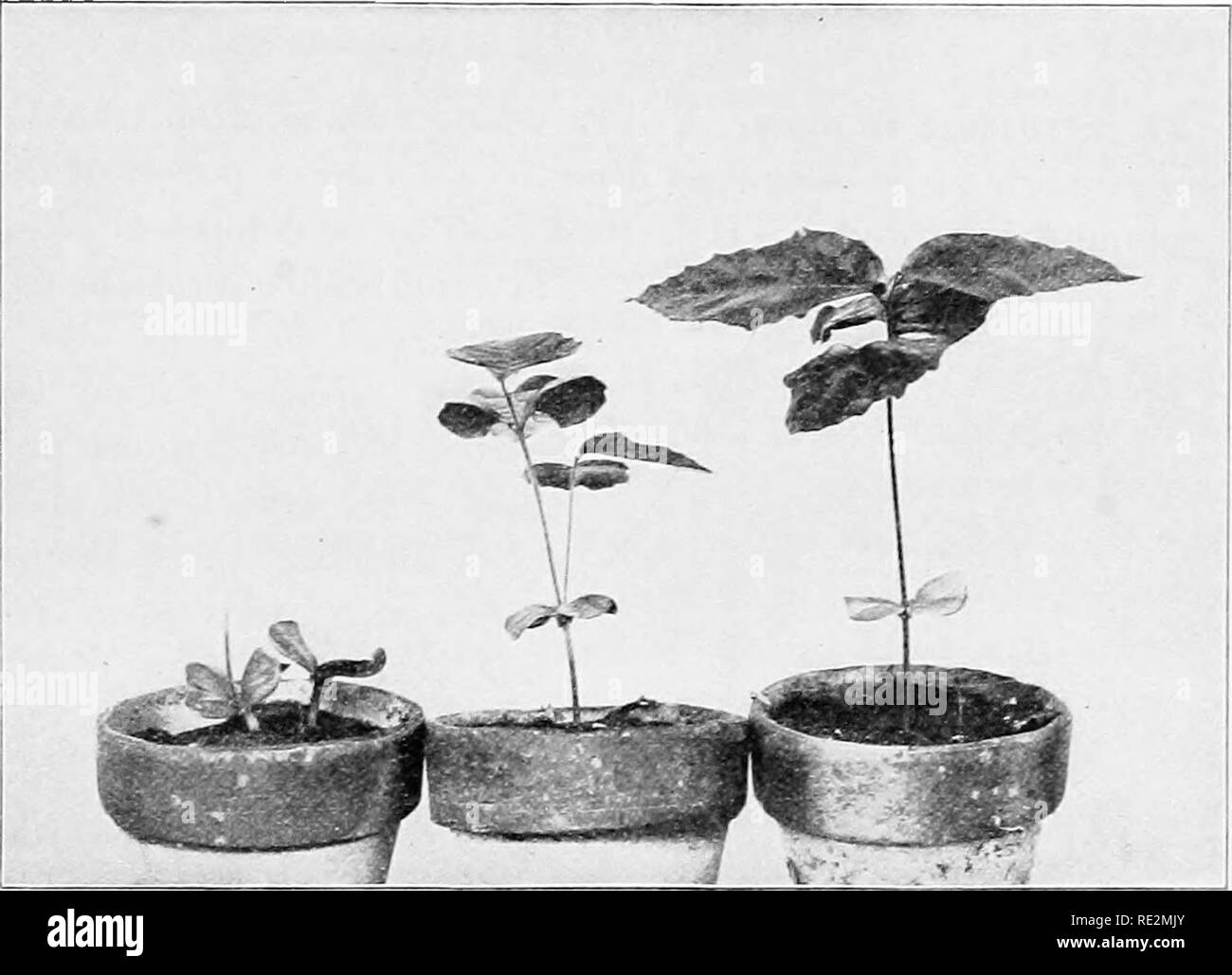 Tree seeds beech Black and White Stock Photos & Images - Alamy