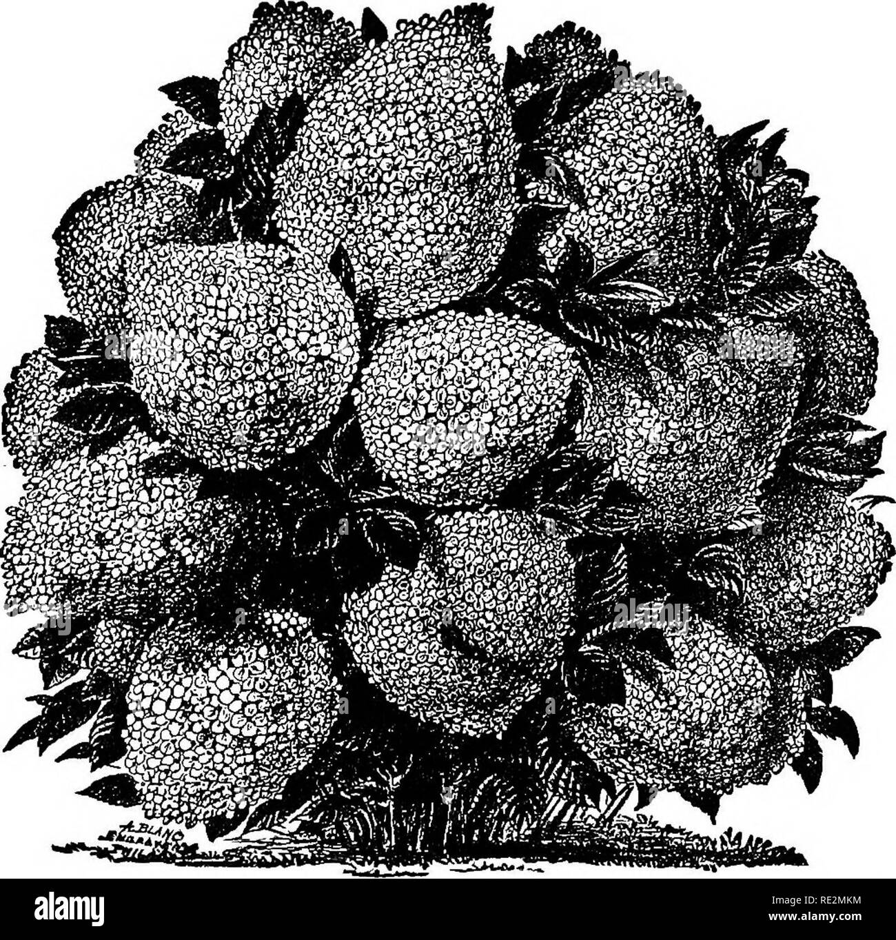 . American horticultural manual ... Gardening; Gardening; Fruit-culture. SOME OF THE OENAMENTAL SHEUBS ASB 'VISES. 359 shape, and a full crop of flowers are produced annually, the new growth must be cut back fully two thirds each season in the dormant period. Tamarix Gallica is nearly as hardy and desirable and is most generally planted east. Fig. 99.—Hardy hydrangea [Mydrangea paniculata grandiflora). (After Maynard.) of the lakes, and in the South Tamarix Africana is mainly used. 342. The BuflFalo-berry.—This has been noted as a fruit- bearing shrub (374). &quot;When grown in groups the silv Stock Photo