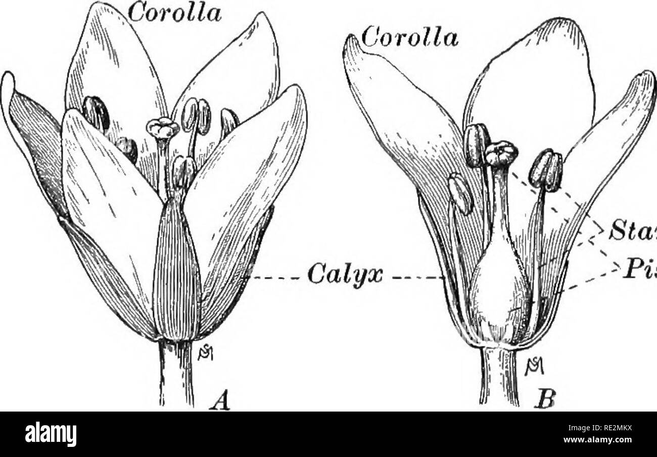 . Practical botany. Botany. w PKA( ;tk;al 1!