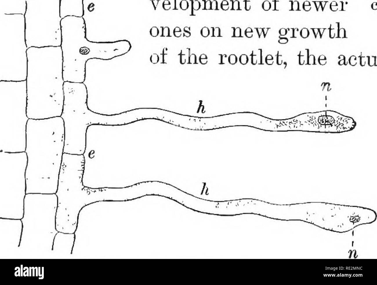 . Practical botany. Botany. until the roots are extremely small. During