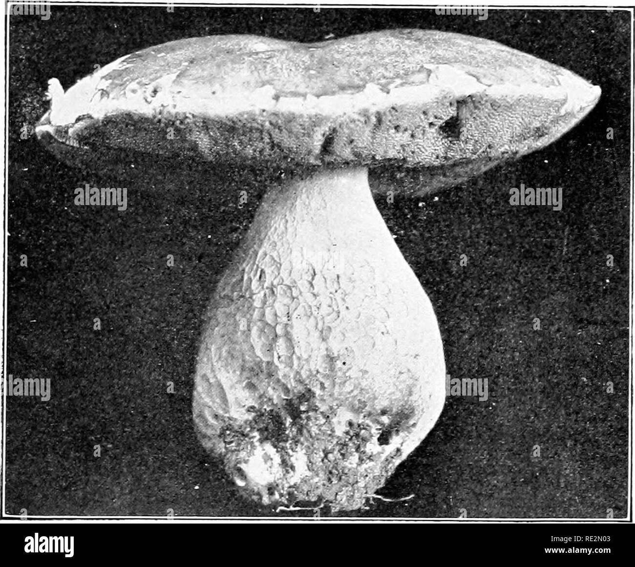 . Elementary botany. Botany. FUXGT: MUSHROOMS. 209 426. Tube-bearing fungi (Polyporacese).âIn the tube-bearing fungi, the fruiting surface, instead of lying o-er the .surface of gills, lines the surface of tubes or pores on the under side of the cap. The fruit-bearing portion therefore is &quot;honey-combed.&quot; The sulphur poh-porus (IjlyporuÂ» sulphu- reus) illustrates one form. The tube-bearing fungi are sometimes called &quot;bracket&quot; fungi, or &quot;shelf&quot; fungi, becau.se the pileus is attached to the. Fig. 24.S. Edible Boletus. Eoletiis edulis. Fruiting siirface honey-combe Stock Photo