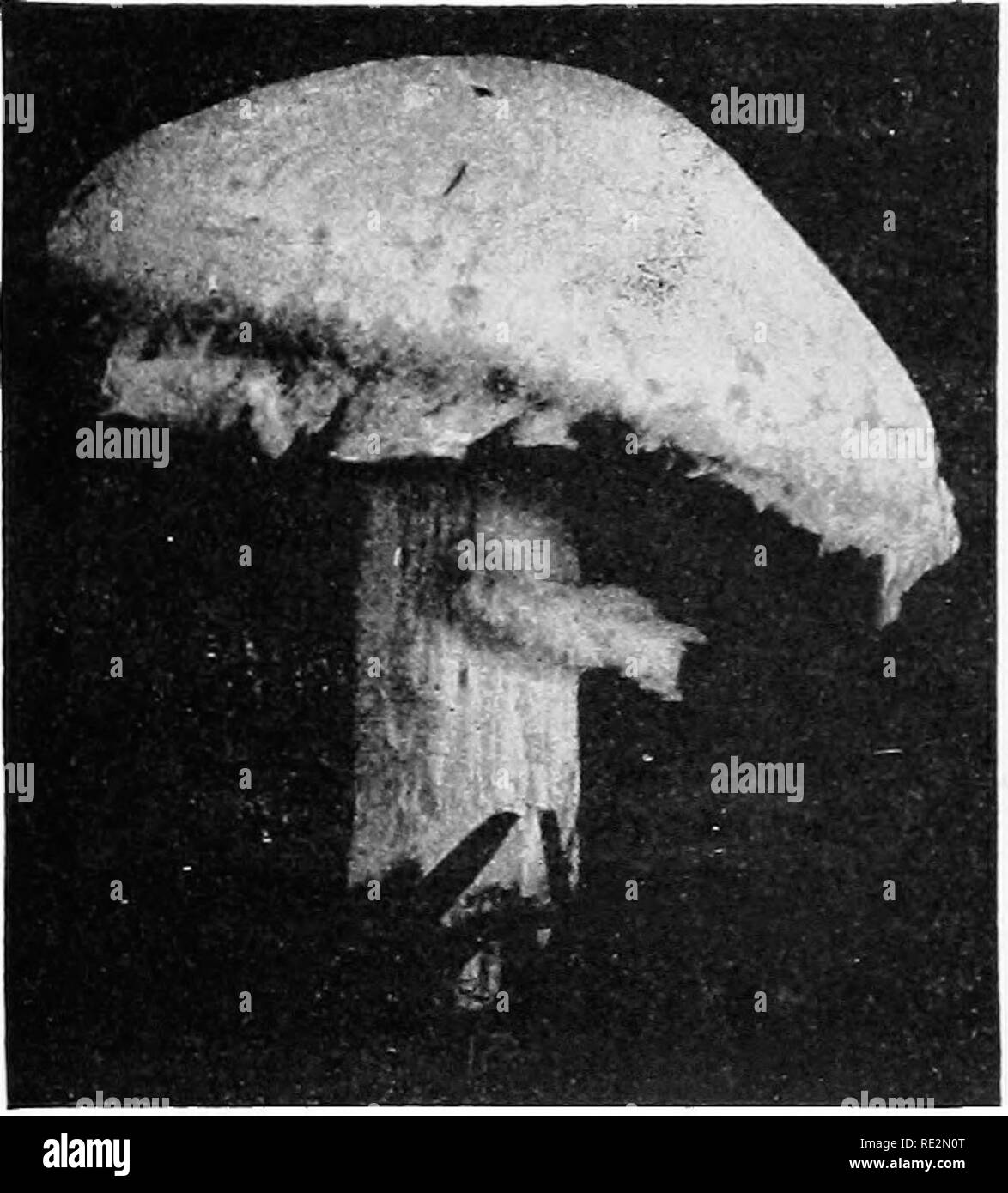 . Elementary botany. Botany. FUXGI: MUSHROOMS. 205. Fig, 240. Agaricus campestris ; plant in natural position just after rupture of veil, showing tendencj- to double annulus on the stem. Portions of tlie veil also dripping from margin of pileus.. Please note that these images are extracted from scanned page images that may have been digitally enhanced for readability - coloration and appearance of these illustrations may not perfectly resemble the original work.. Atkinson, George Francis, 1854-1918. New York : H. Holt Stock Photo