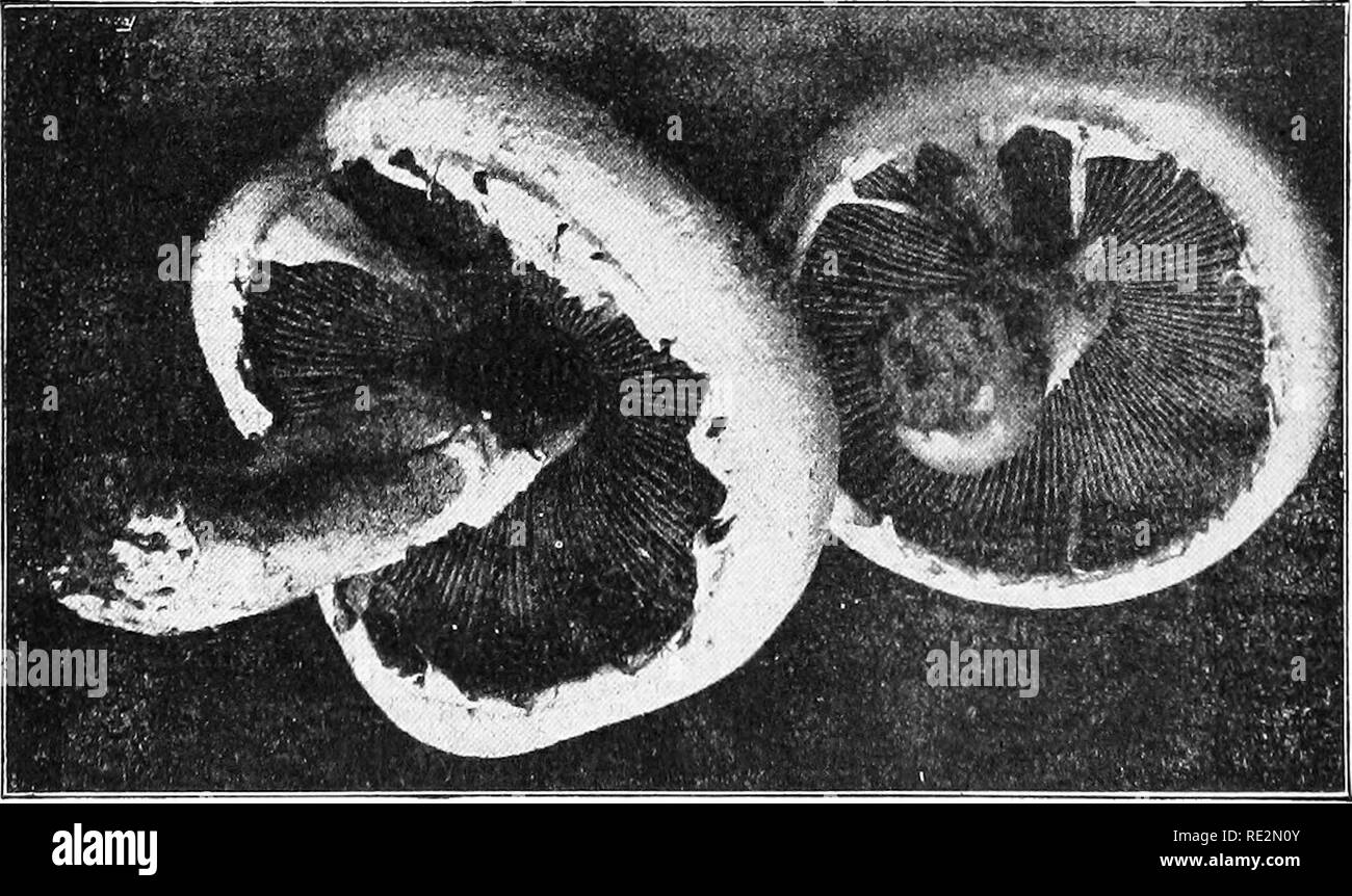. Elementary botany. Botany. Fig. 23s. A^aricus campestris ; nearly mature plants, showing veil still stretched across the gill cavity.. Agaricus campestris ; under view of two plants just after rupture of cil, fragments of the latter clinging hoth to margin of pileus ami lo stem.. Please note that these images are extracted from scanned page images that may have been digitally enhanced for readability - coloration and appearance of these illustrations may not perfectly resemble the original work.. Atkinson, George Francis, 1854-1918. New York : H. Holt Stock Photo