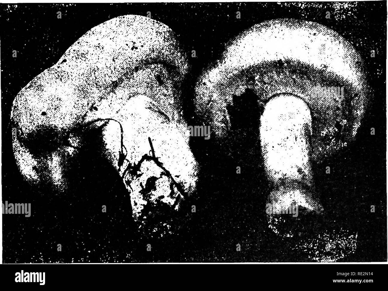. Elementary botany. Botany. 204 MORPHOLOGY. shown in fi^. 238. Finally, as shown in fii^. 2,59, this veil is ruptured by the expansion of the pileus, and it either clings. Fig. 23s. A^aricus campestris ; nearly mature plants, showing veil still stretched across the gill cavity.. Please note that these images are extracted from scanned page images that may have been digitally enhanced for readability - coloration and appearance of these illustrations may not perfectly resemble the original work.. Atkinson, George Francis, 1854-1918. New York : H. Holt Stock Photo