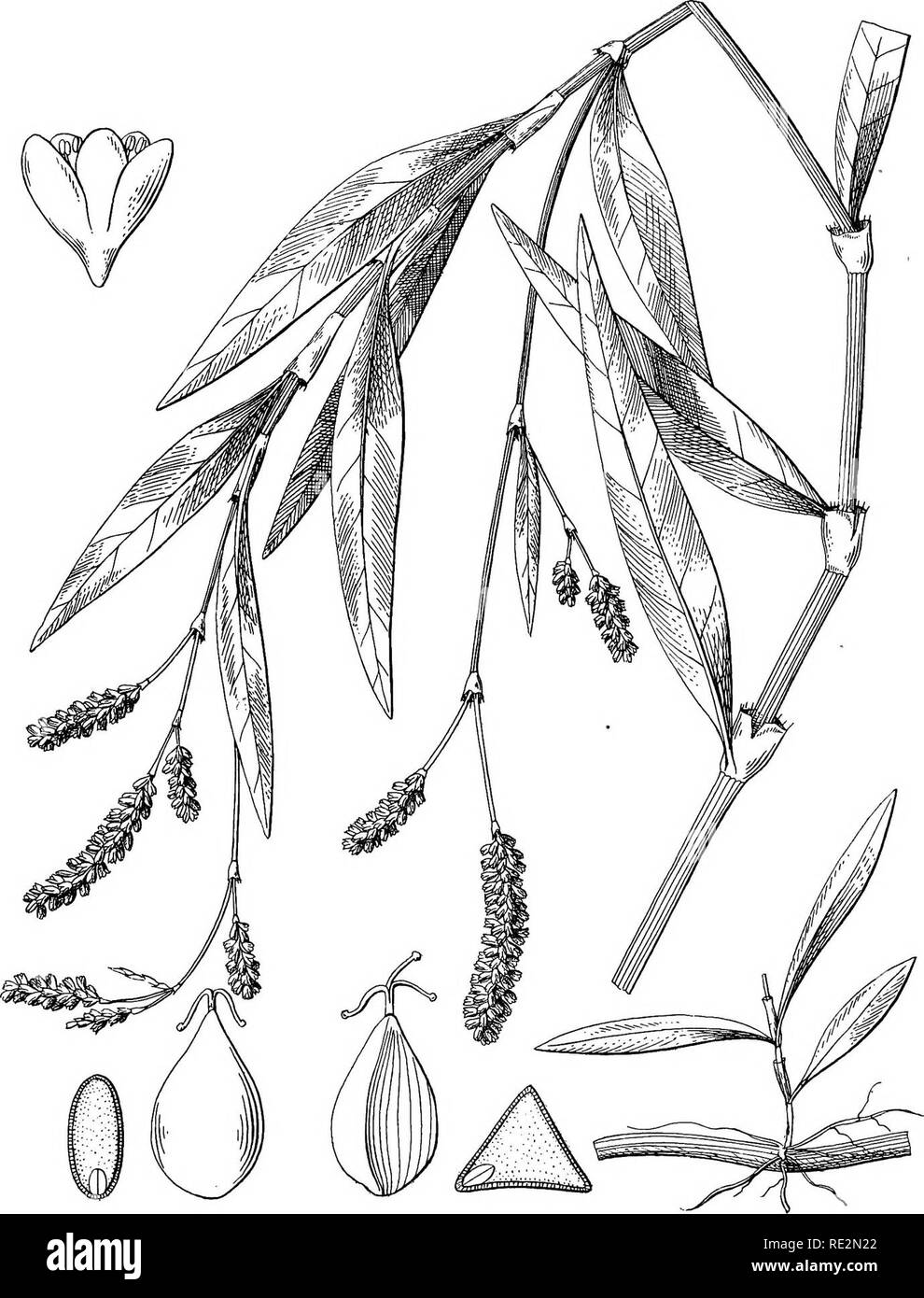 . A monograph of the North American species of the genus Polygonum. Polygonum. Memoirs Department of Botany Columbia College. Vol, 1. Plate 21.. POLYGONUM PERSICARIOIDES Humboldt, Bonpland and Kunth.. Please note that these images are extracted from scanned page images that may have been digitally enhanced for readability - coloration and appearance of these illustrations may not perfectly resemble the original work.. Small, John Kunkel, 1869-1938. [Lancaster, Pa. , The New Era Print] Stock Photo