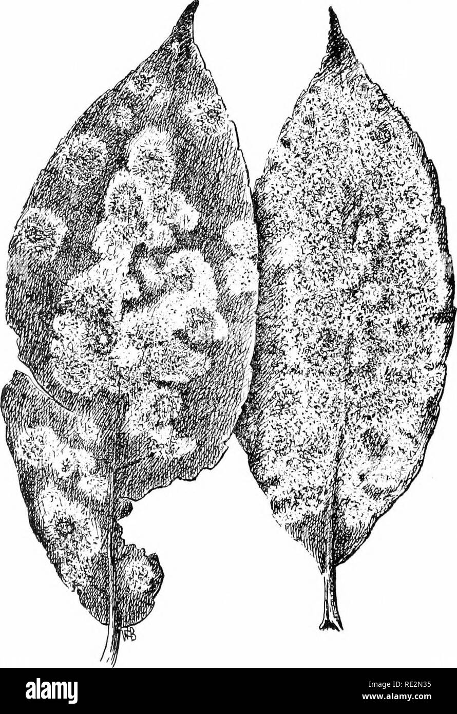 . Elementary botany. Botany. 196 MORPHOLOGY. 414. Asci and ascospores.—While we are looking at a few of these through the mirrosrnpe with the low power, we should. Fig. 325- Leaves of willtiw showing wilinw mildew. Tlie black dots are the fruit bodies iperitlnecia) seated on tlie wliite inxeliuin, [iress on the cover glass with a needle until we see a few of the perithelia nipturc. If this is done larefully we see seeral small owate sacs issue, each containint; a number of spores, a.-- shown 111 fig. 227. Such a sac is au cisc/is, and the sjjores are ascus/iores.. Please note that these imag Stock Photo