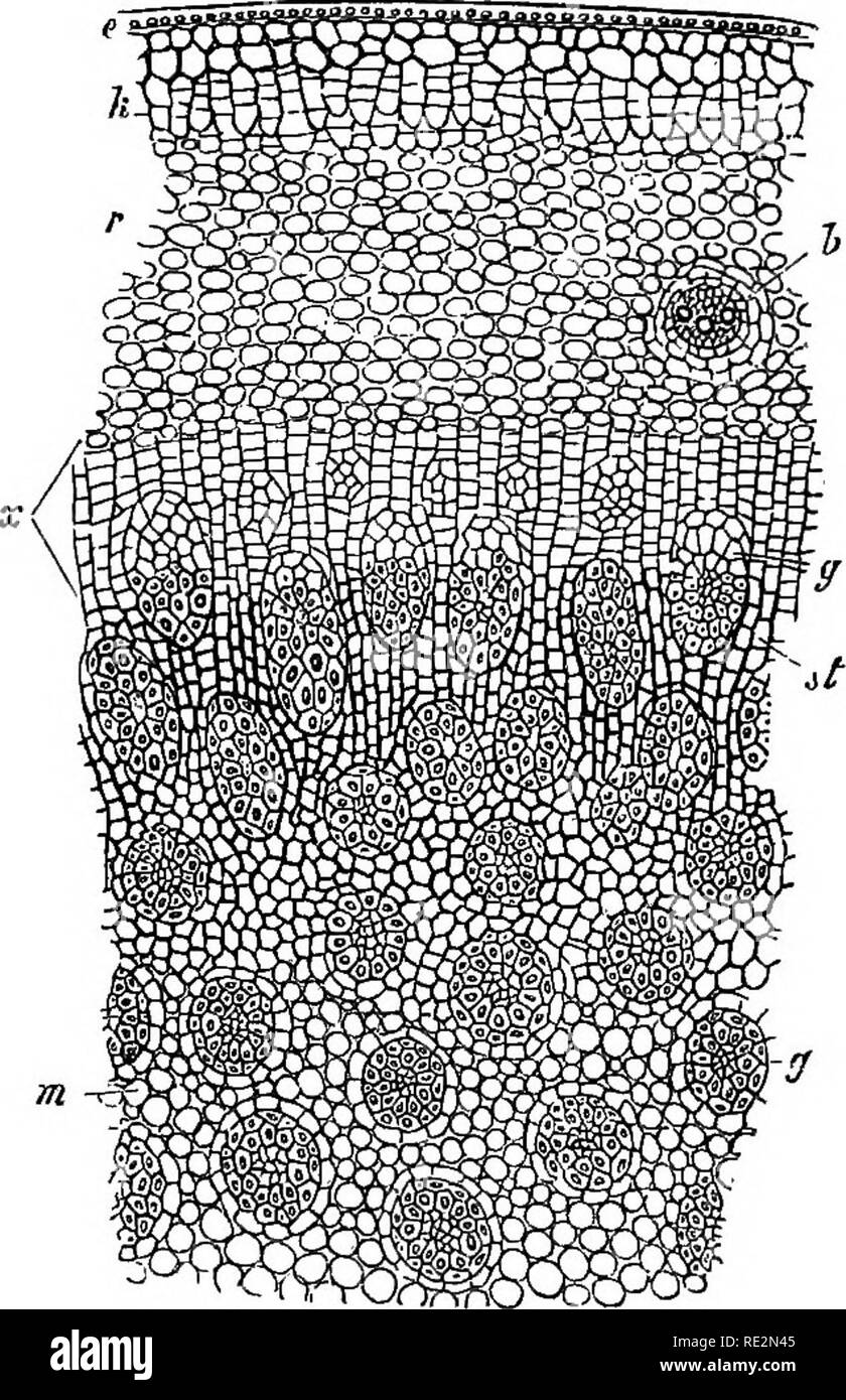 . Comparative anatomy of the vegetative organs of the phanerogams and ferns;. Plant anatomy; Ferns. SECONDARY THICKENING IN MONOCOTYLEDONS. 619 been differentiated, and are situated 14-18 and 2oÂ«'n, or many internodes below the slowly elongating apex. The initial layer of the cambium is a layer of parenchyma- tous cells characterised by no further peculiarities, which runs round the outer surface of the bundle-cylinder, and is thus extrafascicular. It is in close proximity to the outermost leaf-trace bundles, and must doubtless be regarded as belonging to the plerome-cylinder. Radial growth o Stock Photo