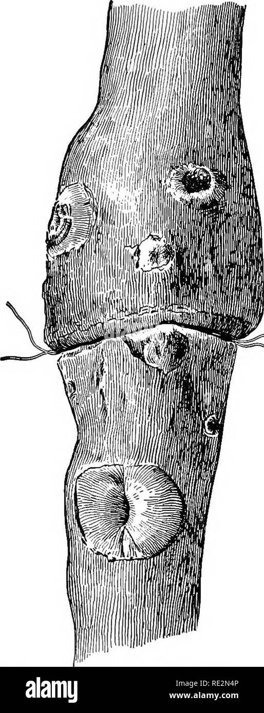 . American horticultural manual ... Gardening; Gardening; Fruit-culture. STEM- ASU TOP-GltOWTH, ETC. 39 knowledge relative to sap-moyement. This is specially true of the descending movement of assimilated food. As an example, if a label wire is left on the stem of a young. Fig. 11.—Stem of young tree girdled by wire. (After Bailey.) tree we find that it soon is sunk into the bark and wood, and the part above enlarges, while the stem below seems to grow smaller, as shown in Fig. H.. Please note that these images are extracted from scanned page images that may have been digitally enhanced for re Stock Photo