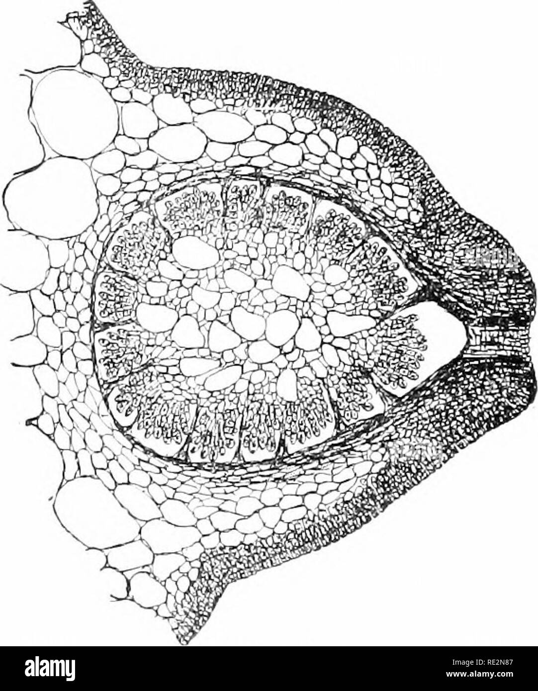 . Elementary botany. Botany. FiK. 187. Rhabdi)nia, branched prirti')!! (if friind shuw- ing cystocarps. Fig. iSS. Pectiun oi cy3ti)carp ot rliabilonia, showing spores. pcripherv of a sterile tissue witliia the cavitv. (See figs. iSy, i88.) Goni- dia in the form of tetraspores are also developed in Rhabdonia. 379. Fertilization of the higher red algae,—The pmcess of fertilization in most of the red alg;e is very complicated, chiellv becausi.' the fertilizrd egg ceil (pTocarp) dues nut devulop the spores directly, as in Xemalion, Le-. Please note that these images are extracted from scanned page Stock Photo