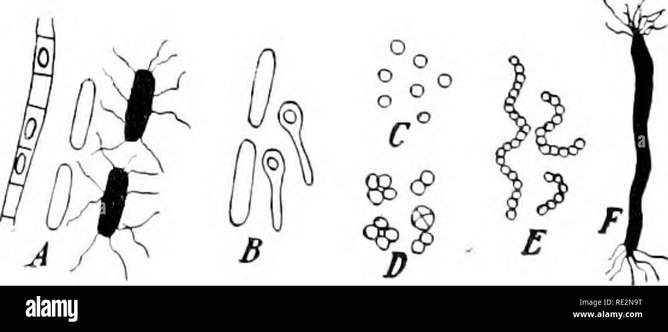 . Elementary botany. Botany. filanu'iit Fig. T70. Nostoc linckii. A, with two heterocysts (/i), and a masses, large number of spores isp). B, isolated spore beginnin^^ to germinate; C, young filament developed from spore. (After Bomet.) Class Schizomycetes. 357. Bacteriales.âThe bacteria phycea, under the name Srhizophy omycetes, or fission fungi, because many of them multii)lv bv a divis- ion of the cells justas the blue-green algae do. For example, liacillus forms rods which increase in length and divide into two rods, or it may grow into a long thread of man- short rods. Micrococcus consis Stock Photo