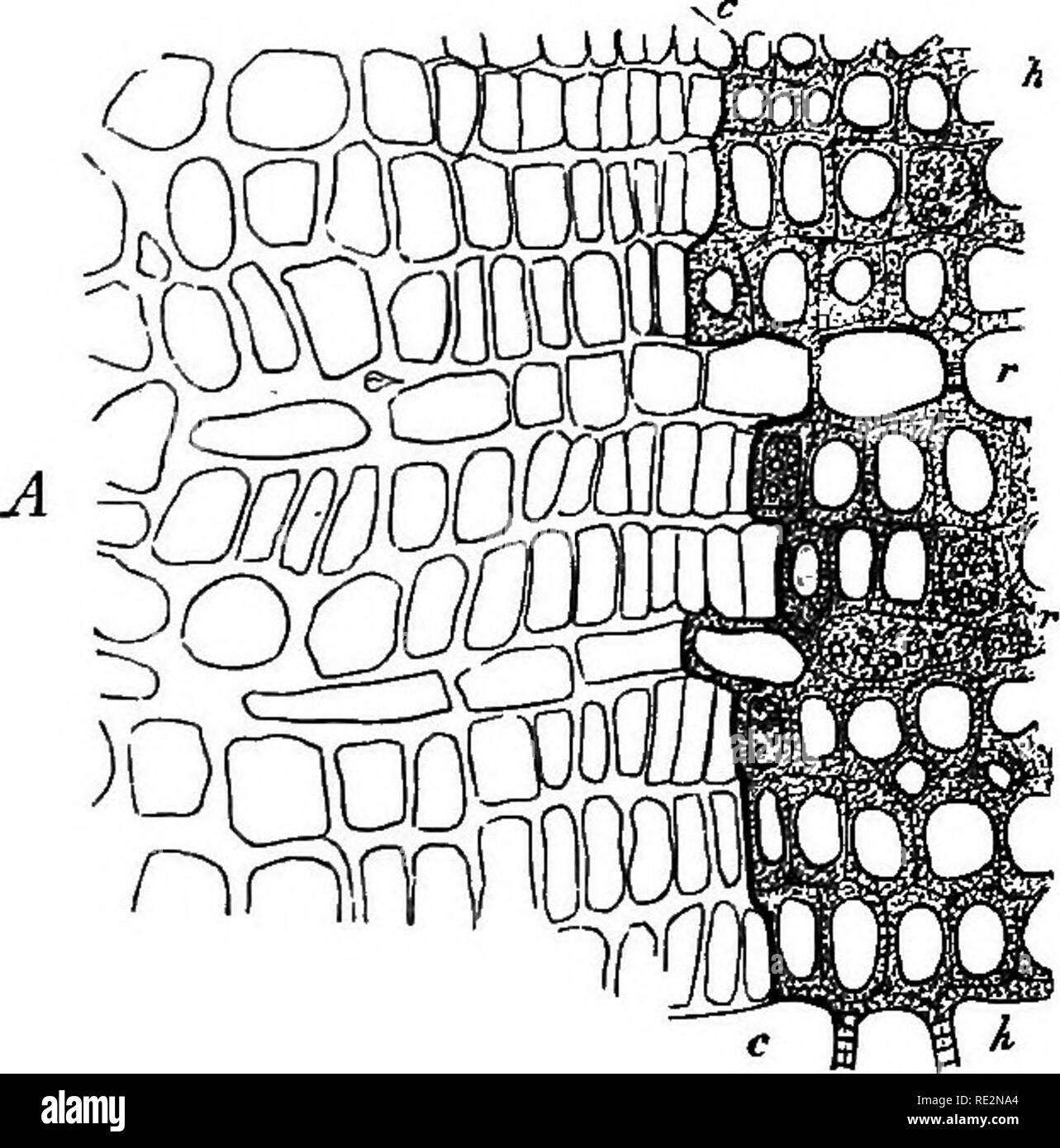 Comparative Anatomy Of The Vegetative Organs Of The Phanerogams And Ferns Plant Anatomy Ferns Fig Soo Fiff 199 Fig 1 Fi Ftl A Tsrdiarstlltlraa L Iuring Thewinte Res B ia Of March W Wood