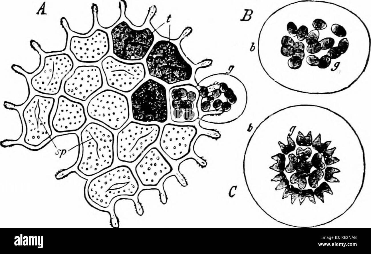 . Elementary botany. Botany. Fig. Pleurocuccus (protococcus) vulgaris.. Fig. 166. Pediastrum boryanum. A, mature coloTiy. most of the young colonies have escaped from their mother cells; at g, a young colon- is escaping; sp, empty mother cells; B, &gt;-oung colony; C, same colony with spores arranged in order. (After Braun.) plants are rather common in fresh-water pools, the latter one intermingled with filamentous alg;E, while the former forms large sheets or nets. !Mul- tiplication in Hydrodictyon takes place by the pio.i ] lasm in one of the cells. Please note that these images are extract Stock Photo