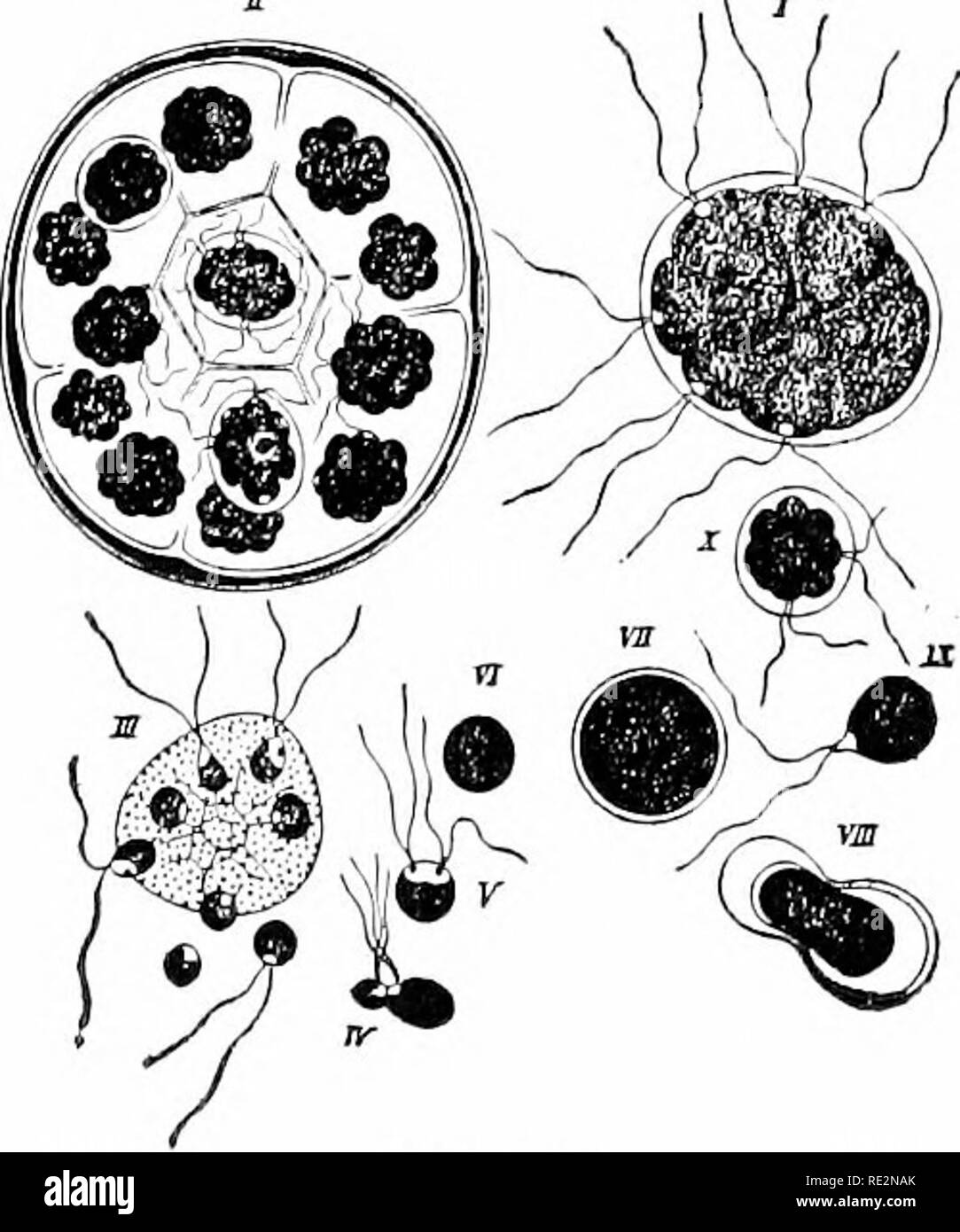 . Elementary botany. Botany. Fig. 163. Chlamydomonas pulvisculus (Mull.) Ehrb, A, an old motile individual; M, nucleus; p, pyrenoid; s, red eye spot; v, contractile vacuole; B, motile indi- vidual has drawn in its cilia and divided into two; C, mother plant has drawn in its cilia and divided into four non-muJ;ile cells; D, pamella stage; E, female gamete —egg; F, male gamete —sperm; G, early stage of conjugation; H, zygo- spore with conjugating tube and empty male cell attached. (After Wille.) jugate as in G and //, the protoplasm of the smaller one passing over into the larger one, and a zygo Stock Photo