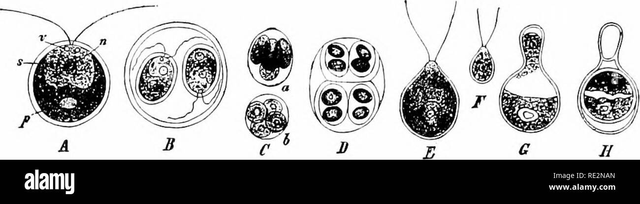 . Elementary botany. Botany. i6o MORPHOLOGY. takes place by gametes which are of unequal size, the smaller one repre- senting the sperm and the larger one the egg, as in E and F. These con-. Fig. 163. Chlamydomonas pulvisculus (Mull.) Ehrb, A, an old motile individual; M, nucleus; p, pyrenoid; s, red eye spot; v, contractile vacuole; B, motile indi- vidual has drawn in its cilia and divided into two; C, mother plant has drawn in its cilia and divided into four non-muJ;ile cells; D, pamella stage; E, female gamete —egg; F, male gamete —sperm; G, early stage of conjugation; H, zygo- spore with c Stock Photo