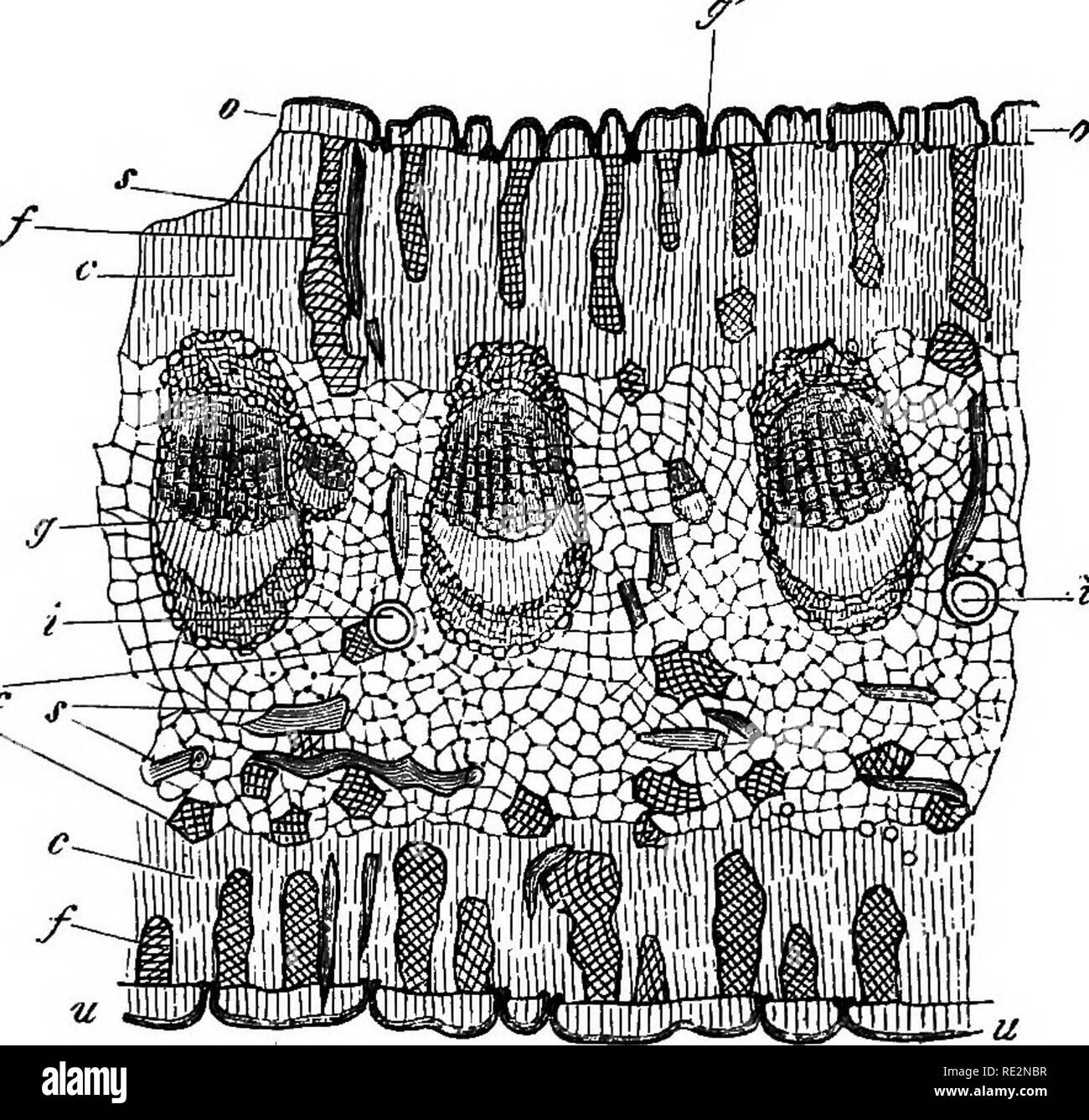 . Comparative anatomy of the vegetative organs of the phanerogams and ferns;. Plant anatomy; Ferns. ^oS PRIMARF ARRANGEMENT OF TISSUES. are succulent and leathery, a middle layer is present, similar to the entire organ in form, which fills up the internal space, and is enclosed by the chlorophyll- parenchyma as by a cortex; in many species of Aloe (A. tesselata, cuspidata, .atrovirens, &amp;c.) it breaks through the latter, as it were, in places, so as to reach the epidermis ^ It consists, as a rule, of relatively large, colourless cells, destitute of chlorophyll, which essentially contain wat Stock Photo
