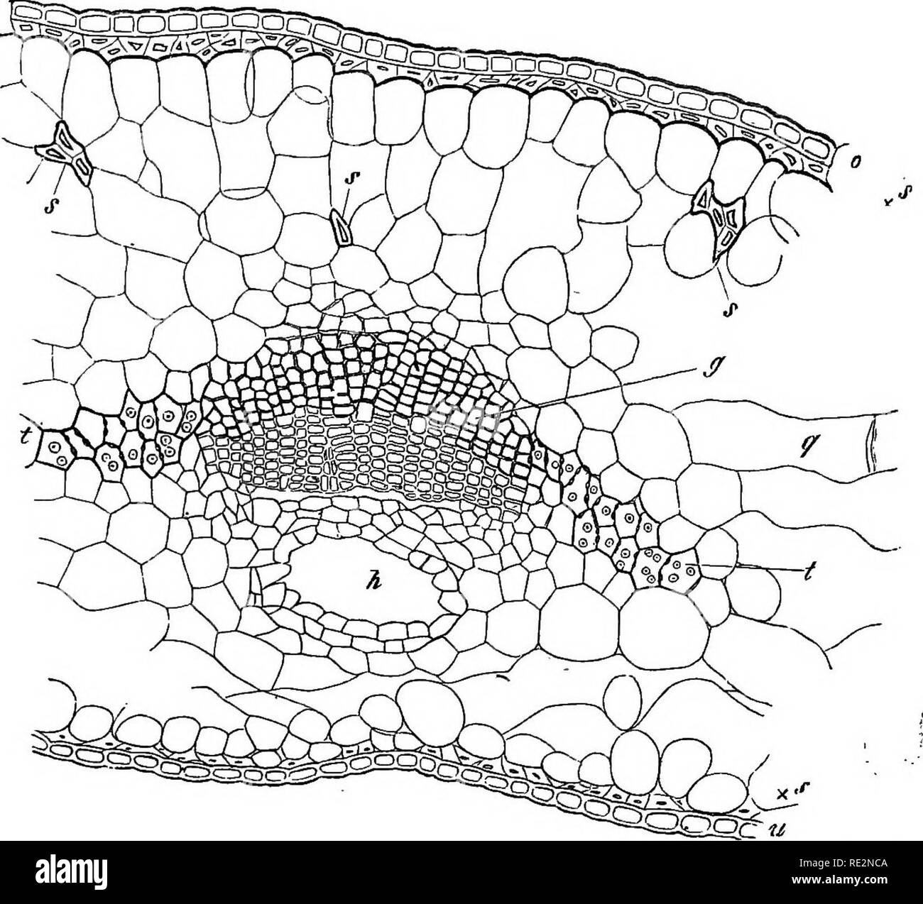 . Comparative anatomy of the vegetative organs of the phanerogams and ferns;. Plant anatomy; Ferns. 8q primary arrangement of tissues. cells The border is in fact curved round the xylem in Sciadopitys, Araucaria brasiuensis, Cryptomeria, and Dammara; round the phloem in Abies pectmata and Pinsapo. In Abies excelsa and the Pines (P. silvestris, Laric.o) it is spht as i were into two plates on each side at its place of attachment, which, in a manner still to be more accurately described, are bent, the one round the xylem, the other round the phloem, so that the pair of bundles is completely surr Stock Photo