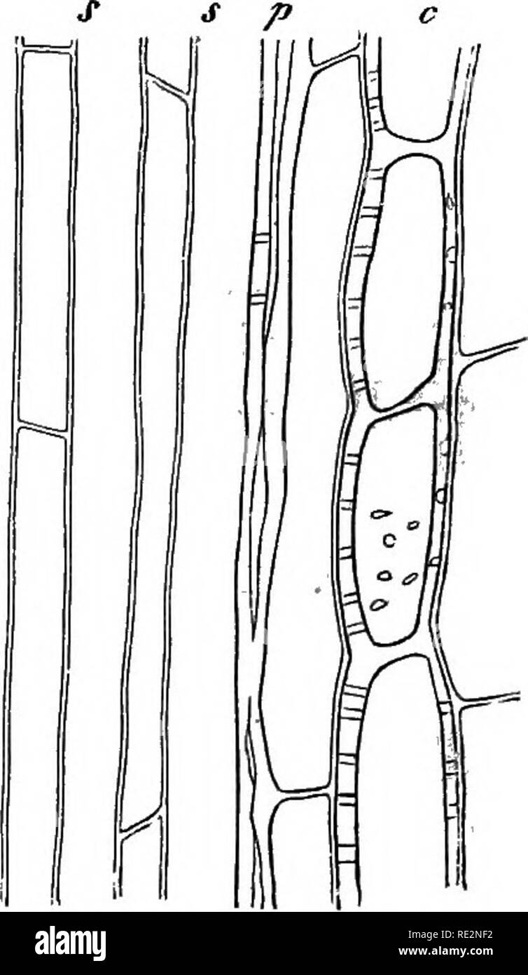 Comparative Anatomy Of The Vegetative Organs Of The Phanerogams And Ferns Plant Anatomy Ferns Fig 159 Cycas Revoluta 223 Longitudinal Section Througli A Similar Bundle Ot The Same Leaf Stalk In The Direction