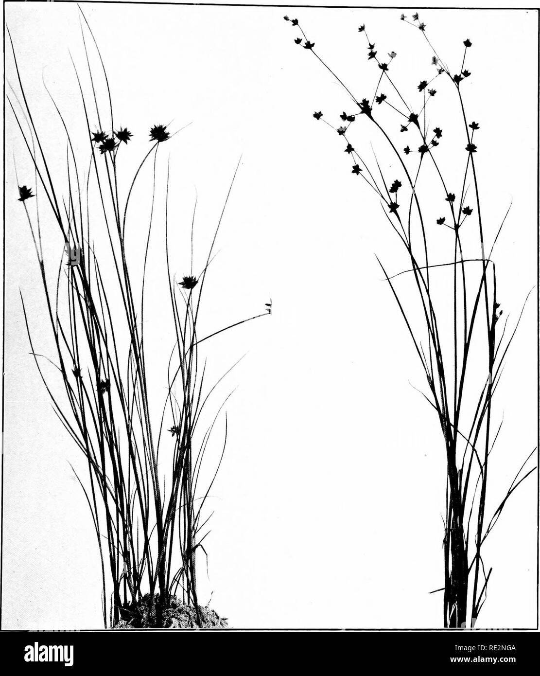 . The book of grasses; an illustrated guide to the common grasses, and the most common of the rushes and sedges. Grasses; Juncaceae; Cyperaceae. KNOTTED RUSH iJuncus nodocus). Two-thirds natural size JOINTED RUSH {Juncus arliculatus). One half natural size. Please note that these images are extracted from scanned page images that may have been digitally enhanced for readability - coloration and appearance of these illustrations may not perfectly resemble the original work.. Francis, Mary Evans. Garden City, N. Y. , Doubleday, Page &amp; Co. Stock Photo