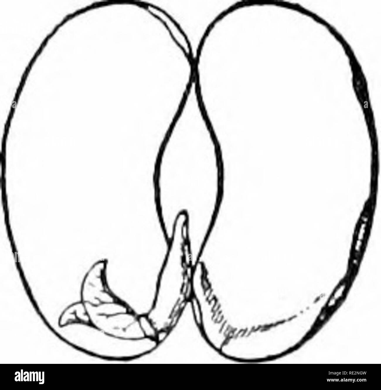 . Elementary botany. Botany. I02 PHYSIOLOGY. (see Chapter 36), and at the outer end of the raphe is the cha- laza, the point where the stalk is joined to tlie end of the ovule, best understood in a straight ovule. Upon the opposite side of the scar and close to it can be o -'  &quot;â¢ seen a minute depression, the mkropyle. Under- â '* neath the seed coat and lying between this point r and the end of the seed is the embryo, which gives â greater prominence to the bean at this point, but it is especially more prominent after the bean has been soaked in water. Soak tlie beans in water and as F Stock Photo