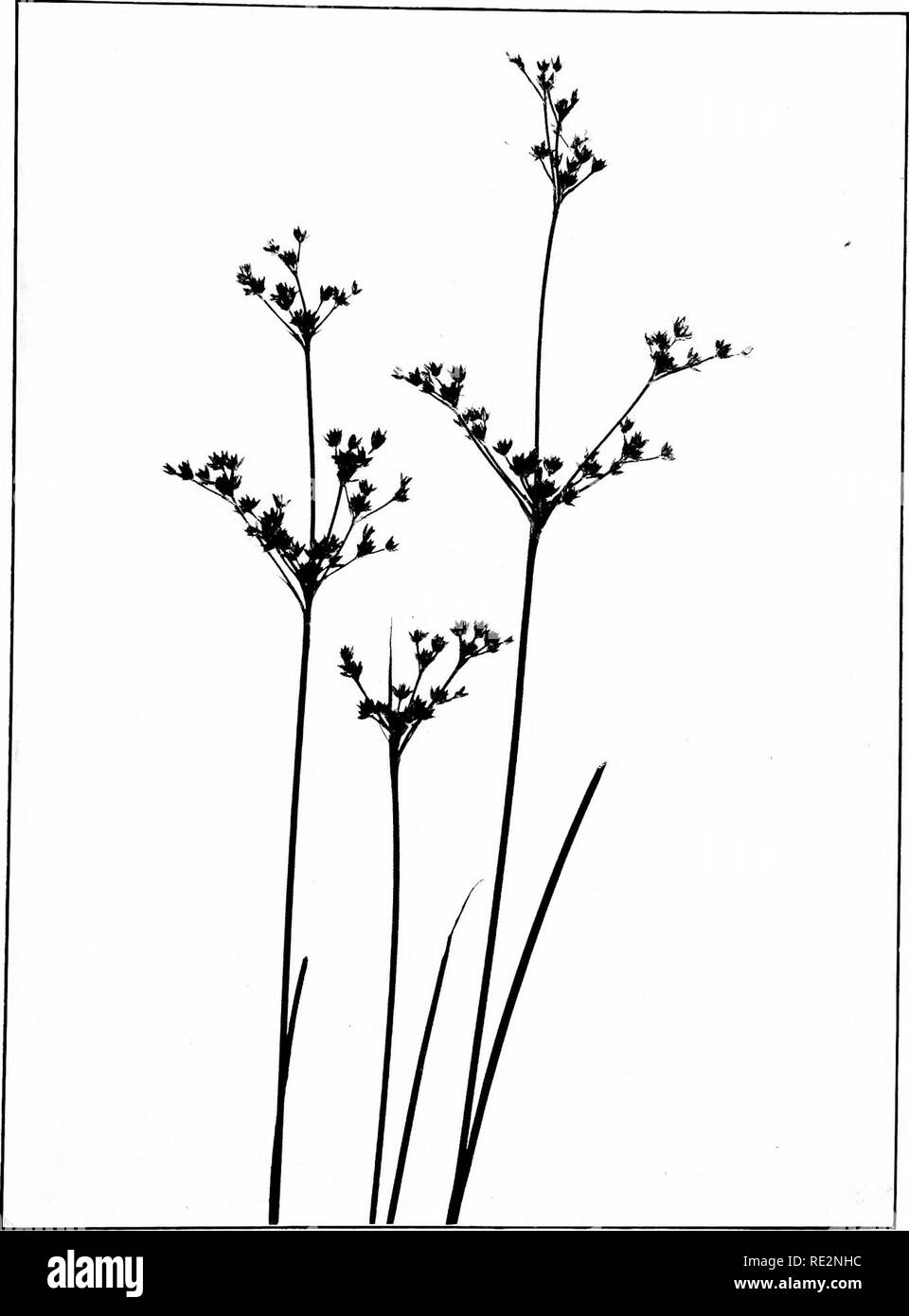. The book of grasses; an illustrated guide to the common grasses, and the most common of the rushes and sedges. Grasses; Juncaceae; Cyperaceae. SMALL-HEADED RUSH (Juncui bradiyccplmhu). Natural size. Please note that these images are extracted from scanned page images that may have been digitally enhanced for readability - coloration and appearance of these illustrations may not perfectly resemble the original work.. Francis, Mary Evans. Garden City, N. Y. , Doubleday, Page &amp; Co. Stock Photo