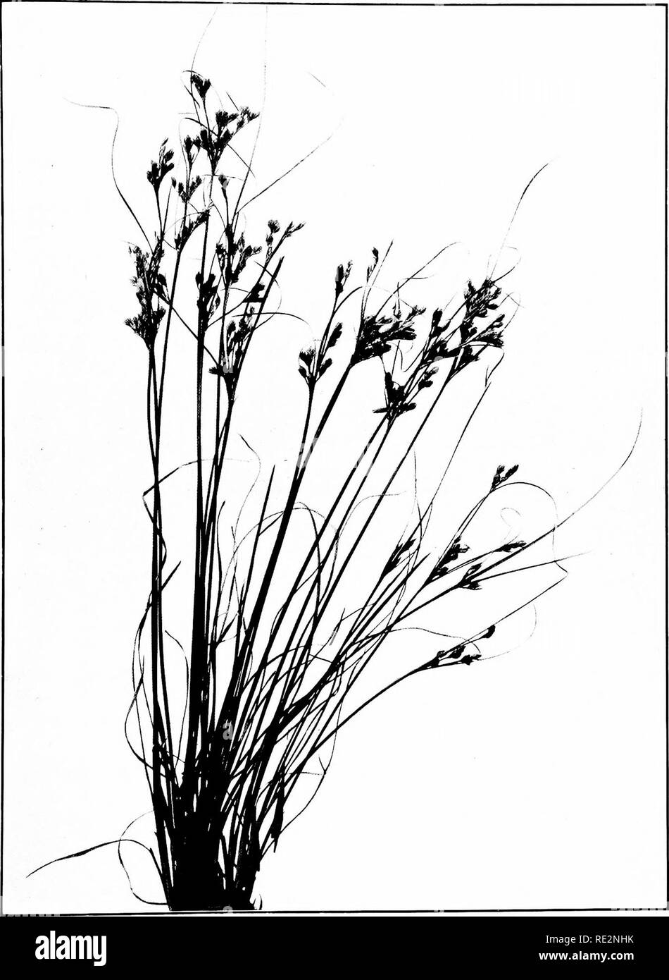 . The book of grasses; an illustrated guide to the common grasses, and the most common of the rushes and sedges. Grasses; Juncaceae; Cyperaceae. YARD RUSH (Juiirus lenuis). Two thirds natural size. Please note that these images are extracted from scanned page images that may have been digitally enhanced for readability - coloration and appearance of these illustrations may not perfectly resemble the original work.. Francis, Mary Evans. Garden City, N. Y. , Doubleday, Page &amp; Co. Stock Photo