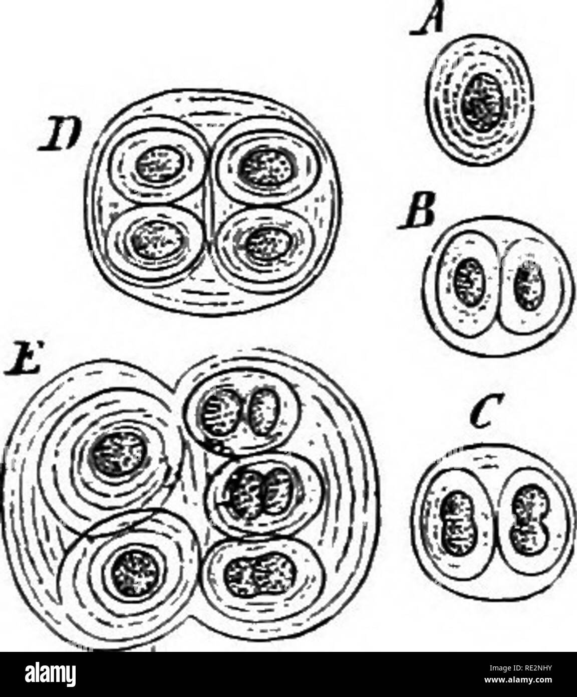 . A handbook of cryptogamic botany. Cryptogams. 446 PROTOPHYTA organism with blue-green endochrome which he regards as the swarm- cell condition of a phycochromaceous alga which occurs normally in a filamentous form, probably as Oscillaria tenuis (Ag.) or O. Frolichii (Ktz.). Literature. Fresenius—Ueb. d. Bau u. d. Leben d. Oscillarieen, 1845. Braun—Bot. Zeit., 1852, p. 395. Bornet and Thuret—Notes Algol., fasc. I, pp. iii.-iv. ; and fasc. 2, pp. 132-135. Zukal—Oesterr. Bot. Zeitschr., 1880, p. 11. Hansgirg—Oesterr. Bot. Zeitschr., 1884, pp. 313 et seq. ; and Ber. Deutsch. Bot. Gesell., 1885,  Stock Photo