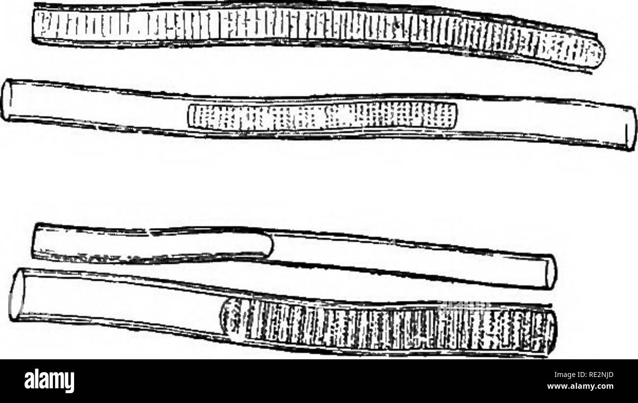 . A handbook of cryptogamic botany. Cryptogams. Fig. 370.—SpiniUna ientdssiina Ktz. (X 400). (After Cooke. J Fig. 371.—Lyngbya tEstitarii Liebm. (x 230). (After Hauck.) division, the usual number in each coccogone being four, eight, or sixteen. Clastidium (Jahrhft. vaterl. Naturk. Wiirtemberg, 1880, p. 135) is characterised by each filament having a terminal bristle. Dermocapsa and Xenococcus are epiphytic on Catenella, Lyngbya, and other marine algae. The former genus has been placed among both Florideae and Fucaceae, owing to its mode of propagation ; D. violacea (Crouan) has a bright red co Stock Photo