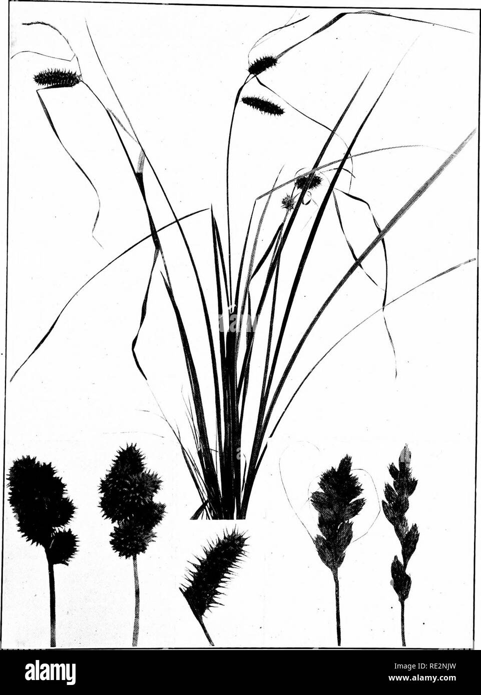. The book of grasses; an illustrated guide to the common grasses, and the most common of the rushes and sedges. Grasses; Juncaceae; Cyperaceae. CAREX CRISTATA. Natural size CAREX LURIDA. One half natural size CAREX MIRABILIS. Natural size CAREX LURIDA Spike natural size. Please note that these images are extracted from scanned page images that may have been digitally enhanced for readability - coloration and appearance of these illustrations may not perfectly resemble the original work.. Francis, Mary Evans. Garden City, N. Y. , Doubleday, Page &amp; Co. Stock Photo