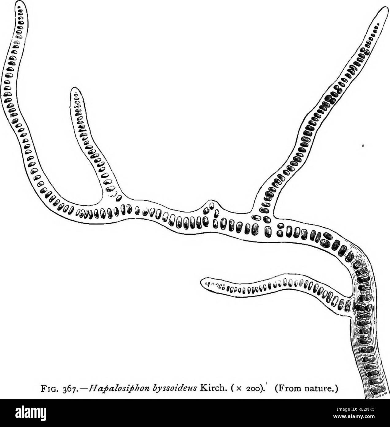 . A handbook of cryptogamic botany. Cryptogams. CVANOPHYCEJE 439 to a lateral branch ; the branches therefore spring in pairs at a right angle from the main axis. Thick-walled heterocysts may be formed at any spot in the filament. In Tolypothrix Ktz. the false branches spring singly from beneath heterocysts. In the Sirosiphonese, including Stigonema (Ag.), Sirosiphon (Ktz.), Fischera (Schw.), Capsosira (Ktz.), Hapalosiphon (Nag.), Mastigocladus (Cohn), and Mastigocoleus (I.agerh.), the formation of a false branch is preceded by a change in. Fig. 367.—Hapalosiphon byssoidejts Kirch, (x 200). (F Stock Photo
