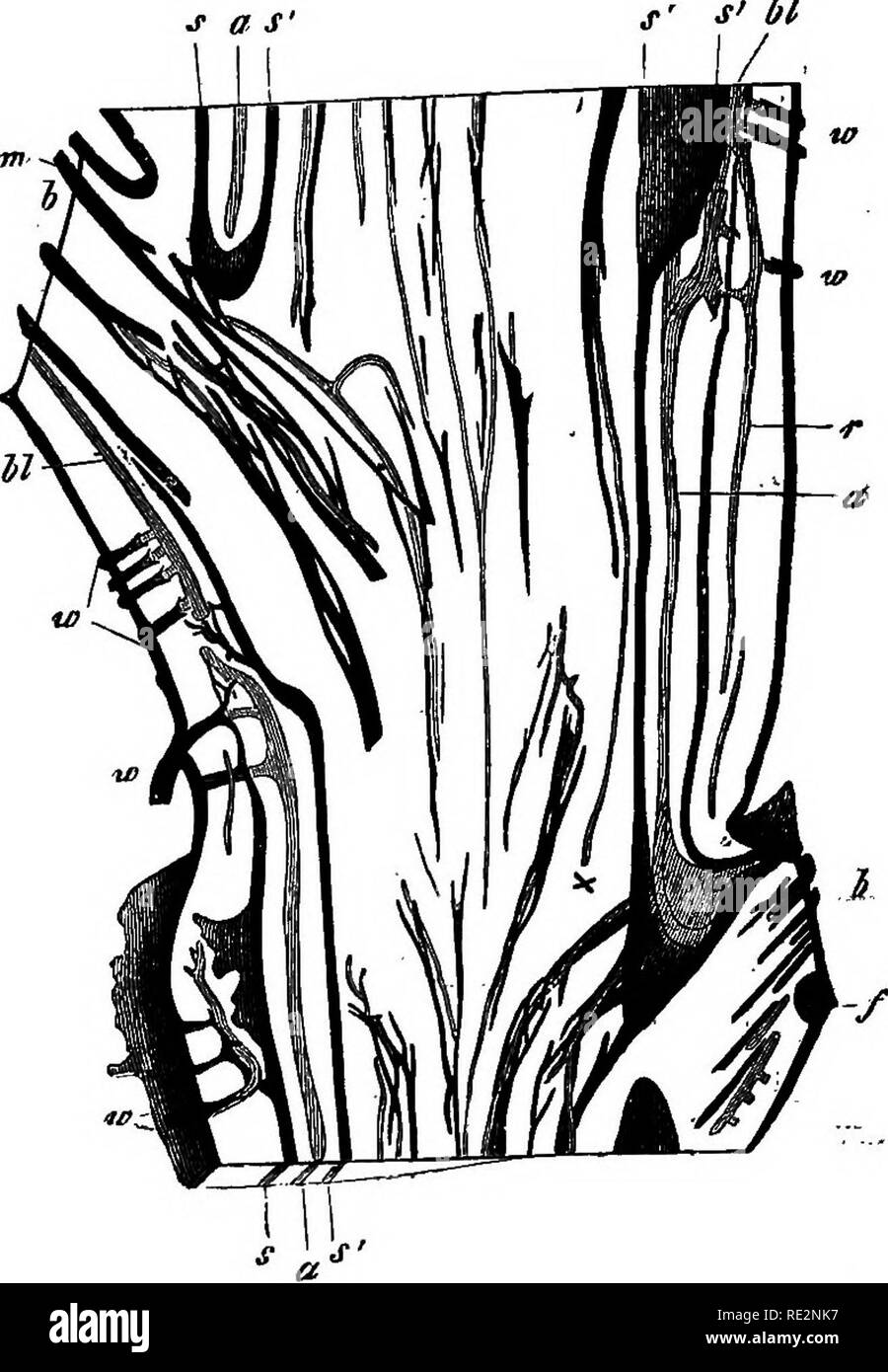 Vascular Bundle Scar