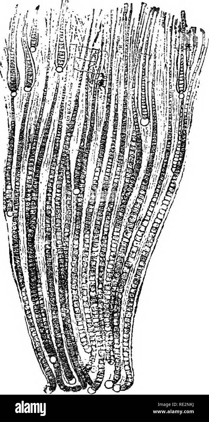 . A handbook of cryptogamic botany. Cryptogams. 436 PROTOPHYTA (Thur.) while still within the sheath, the cell-contents passing from a heterocyst into the basal cell of a hormogone. Multiplication by quiescent resting-spores has been observed in some species of Rivulariaceae. The lower portion of the green part of a fila- ment immediately above the basilar cell is transformed into an elliptical thick-walled spore, which escapes from its investing membrane, and, after a period of rest, either develops directly into a new filament, or breaks up into a number of hormo- gones. The spores of Gloeot Stock Photo