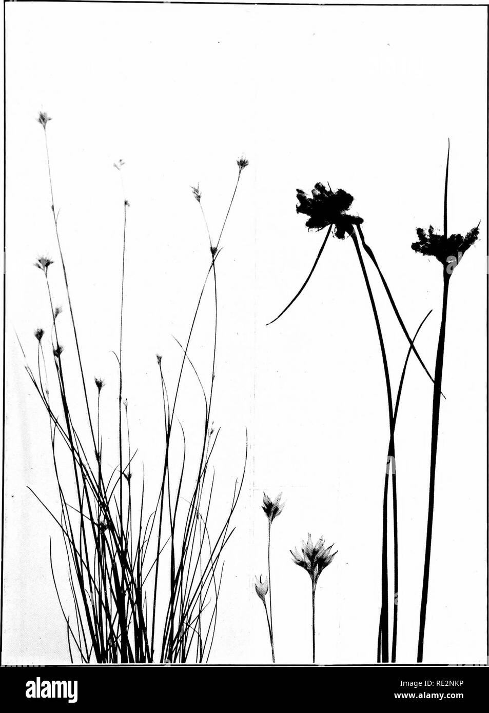 . The book of grasses; an illustrated guide to the common grasses, and the most common of the rushes and sedges. Grasses; Juncaceae; Cyperaceae. WHITE BEAKED-RUSH (Rynchospora alba). Natural size VIRGINIAN COTTON-GRASS {Eriophomm virginicum). Spikelets enlarged by two Natural size. Please note that these images are extracted from scanned page images that may have been digitally enhanced for readability - coloration and appearance of these illustrations may not perfectly resemble the original work.. Francis, Mary Evans. Garden City, N. Y. , Doubleday, Page &amp; Co. Stock Photo