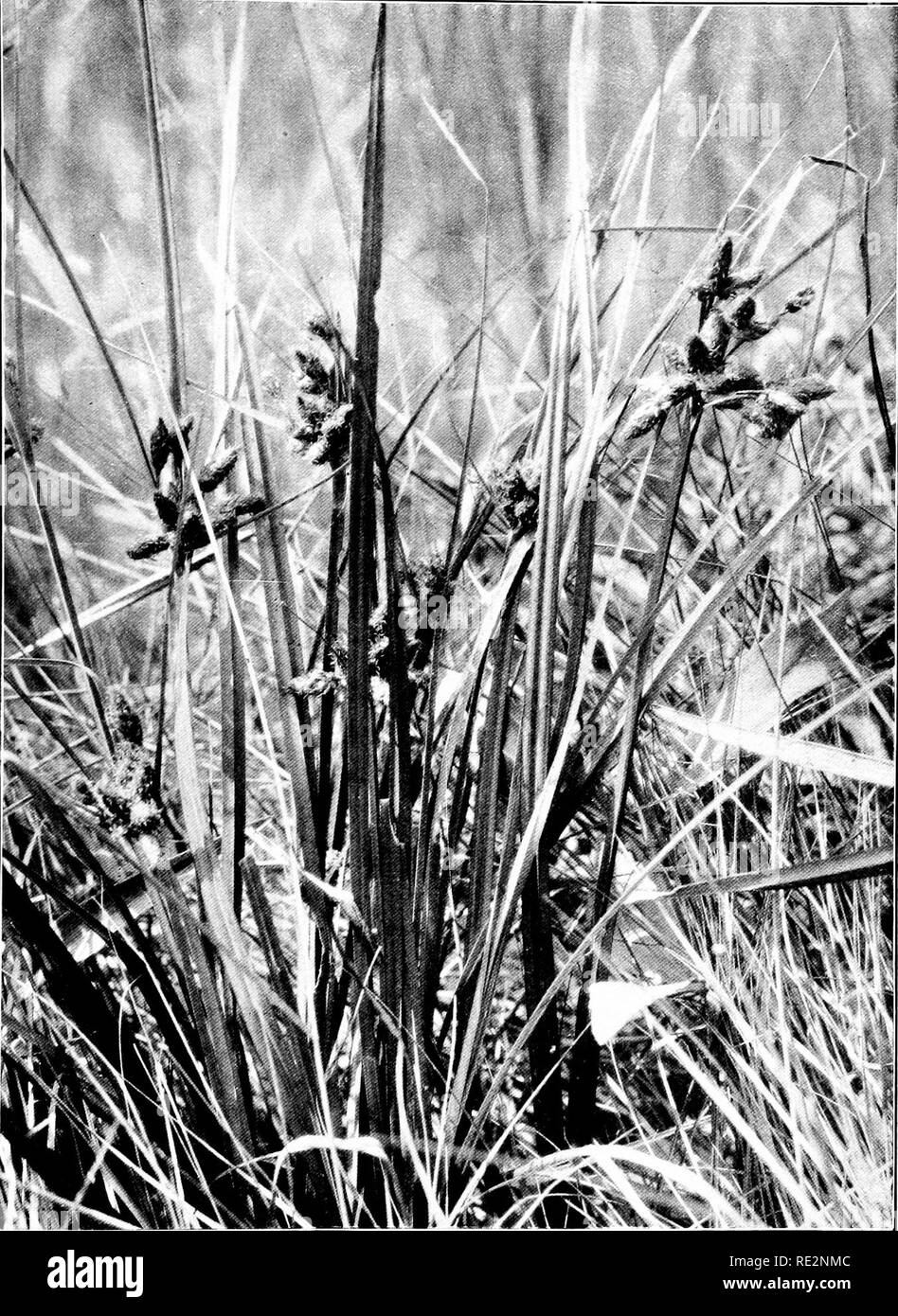 . The book of grasses; an illustrated guide to the common grasses, and the most common of the rushes and sedges. Grasses; Juncaceae; Cyperaceae. SALT-MARSH BULRUSH {Scirpus rohmtu^) growing in marsh. Please note that these images are extracted from scanned page images that may have been digitally enhanced for readability - coloration and appearance of these illustrations may not perfectly resemble the original work.. Francis, Mary Evans. Garden City, N. Y. , Doubleday, Page &amp; Co. Stock Photo