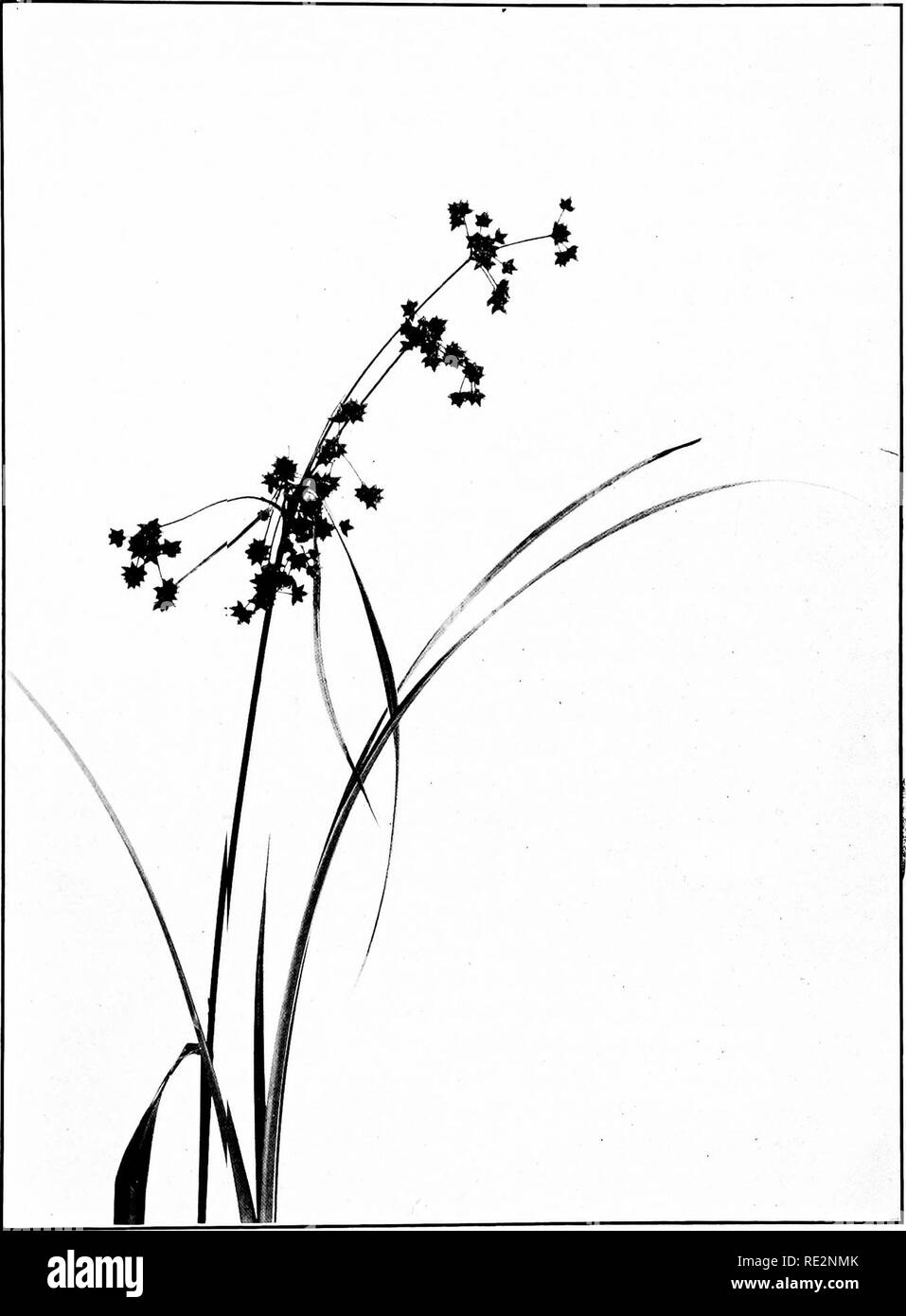 . The book of grasses; an illustrated guide to the common grasses, and the most common of the rushes and sedges. Grasses; Juncaceae; Cyperaceae. MEADOW BULRUSH {Scirpus almirens). One half natural size. Please note that these images are extracted from scanned page images that may have been digitally enhanced for readability - coloration and appearance of these illustrations may not perfectly resemble the original work.. Francis, Mary Evans. Garden City, N. Y. , Doubleday, Page &amp; Co. Stock Photo