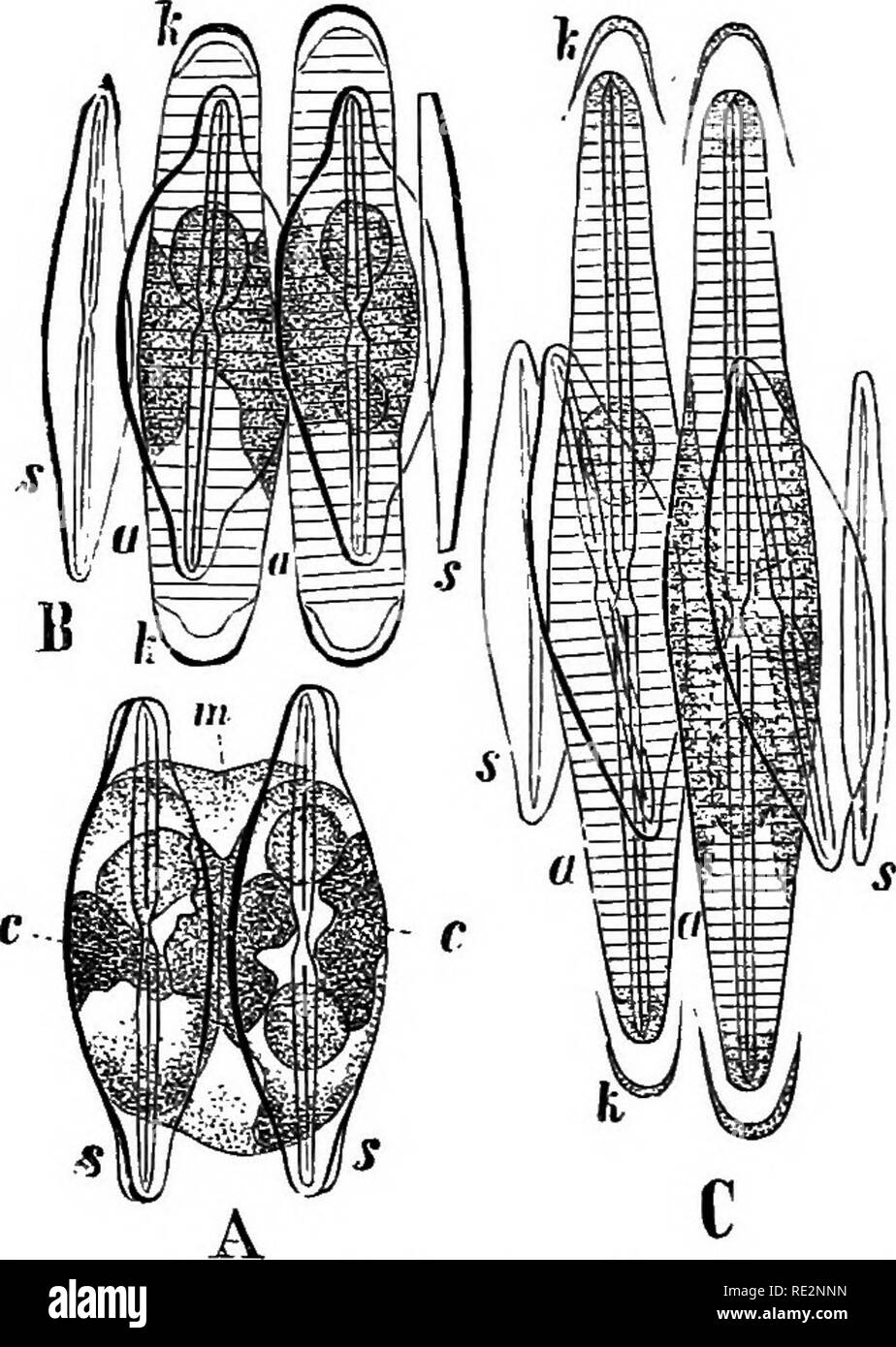 . A handbook of cryptogamic botany. Cryptogams. 422 PROTOPHYTA the genus Navicula, possess the power of propelling themselves through the water with considerable rapidity backwards and forwards in the direction of their longer axis, often with a jerking motion, or of creeping along the bottom on some submerged substance. The cause of this motion is a subject on which a large amount of attention has been be- stowed. Nageli attributed it to osmotic currents passing through the cell-wall. Ehrenberg believed that he had actually seen, in some cases, the extrusion through the raphe of vibratile cil Stock Photo