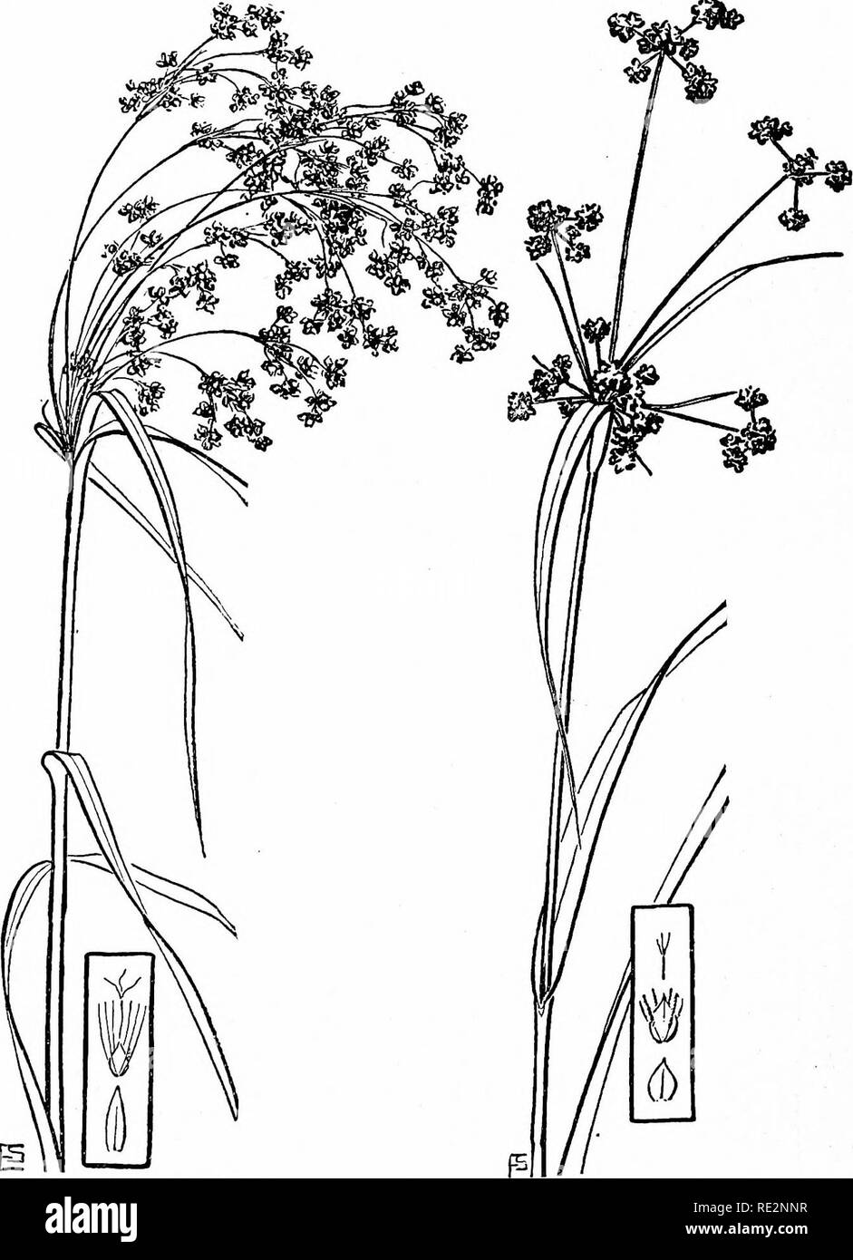 . The book of grasses; an illustrated guide to the common grasses, and the most common of the rushes and sedges. Grasses; Juncaceae; Cyperaceae. Wool-grass Scirpus cyperinus Meadow Bulrush Scirpus atrovirens 284. Please note that these images are extracted from scanned page images that may have been digitally enhanced for readability - coloration and appearance of these illustrations may not perfectly resemble the original work.. Francis, Mary Evans. Garden City, N. Y. , Doubleday, Page &amp; Co. Stock Photo