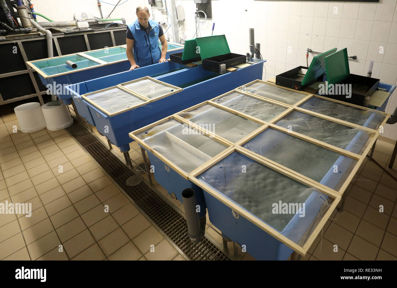 Born, Germany. 14th Jan, 2019. In the experimental station of the State Research Centre for Agriculture and Fisheries Mecklenburg-Vorpommern, Ralf Bochert, head of the plant, stands between basins with whitefoot prawns. Since autumn 2017, scientists have been trying to find out under which conditions shrimps grow optimally in recirculation systems. In addition to the ingredients in the water, its temperature and optimum lighting conditions are decisive. (to dpa 'Half time at the shrimp research project - first results are there') Credit: Bernd Wüstneck/dpa/Alamy Live News Stock Photo