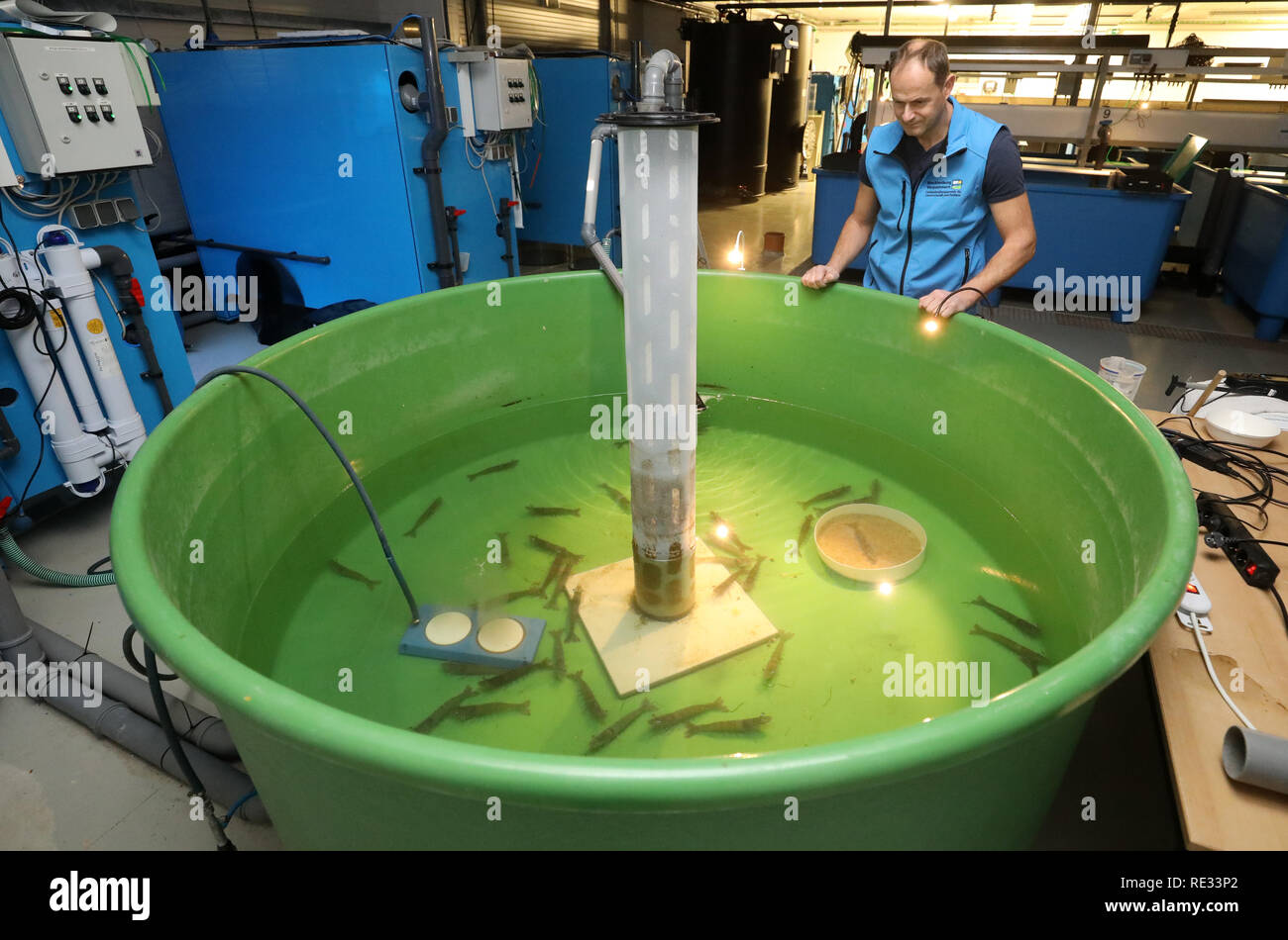 Born, Germany. 14th Jan, 2019. In the experimental station of the State Research Centre for Agriculture and Fisheries Mecklenburg-Vorpommern, Ralf Bochert, head of the plant, stands at a basin with whitefoot prawns. Since autumn 2017, scientists have been trying to find out under which conditions shrimps grow optimally in recirculation systems. In addition to the ingredients in the water, its temperature and optimum lighting conditions are decisive. (to dpa 'Half time at the shrimp research project - first results are there') Credit: Bernd Wüstneck/dpa/Alamy Live News Stock Photo