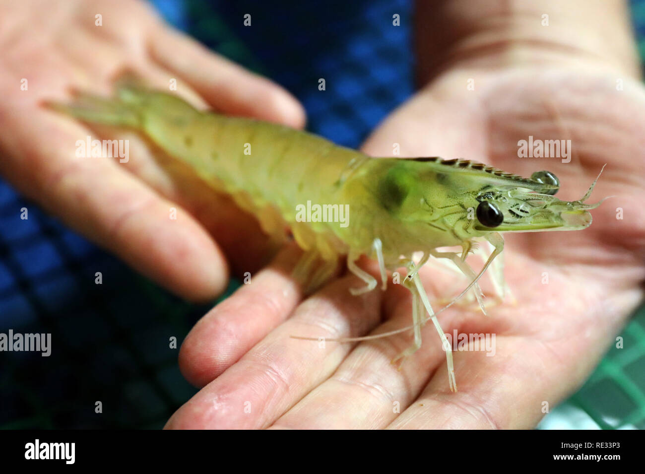 Born, Germany. 14th Jan, 2019. In the experimental station of the State Research Centre for Agriculture and Fisheries Mecklenburg-Vorpommern, Ralf Bochert, head of the plant, shows a whitefoot shrimp which has reached a usable size. Since autumn 2017, scientists have been trying to find out under which conditions shrimps grow optimally in recirculation systems. In addition to the ingredients in the water, its temperature and optimum lighting conditions are decisive. (to dpa 'Half time at the shrimp research project - first results are there') Credit: Bernd Wüstneck/dp/dpa/Alamy Live News Stock Photo