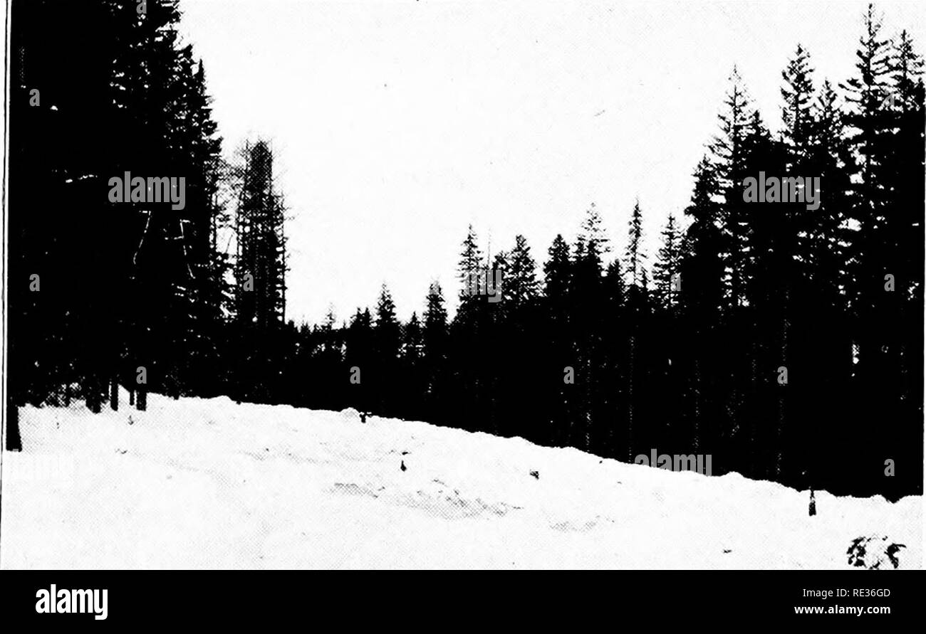 Our Field And Forest Trees Trees L L Uite J I Tl L S R I
