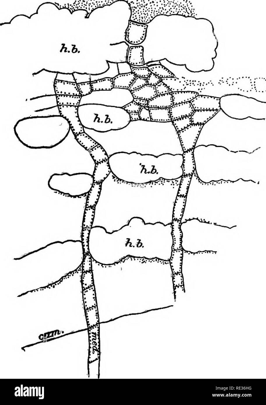 . The topography of the chlorophyll apparatus in desert plants. Chlorophyll; Desert plants; Plants. PROSOPIS VELUTINA. 27 cKh. Stems older than one year have in the cortex a varying number of concen- trically placed hard-bast rings which are broken at intervals where the medullary rays penetrate the cortex. Between the rings of hard bast is to be found a thin-walled parenchyma. It is the disposal of the hard bast, together with the disposal of this parenchyma, that in stems 4 cm. in diameter and less determines the character of the distribution of chlorophyll in the inner portion of the cortex Stock Photo
