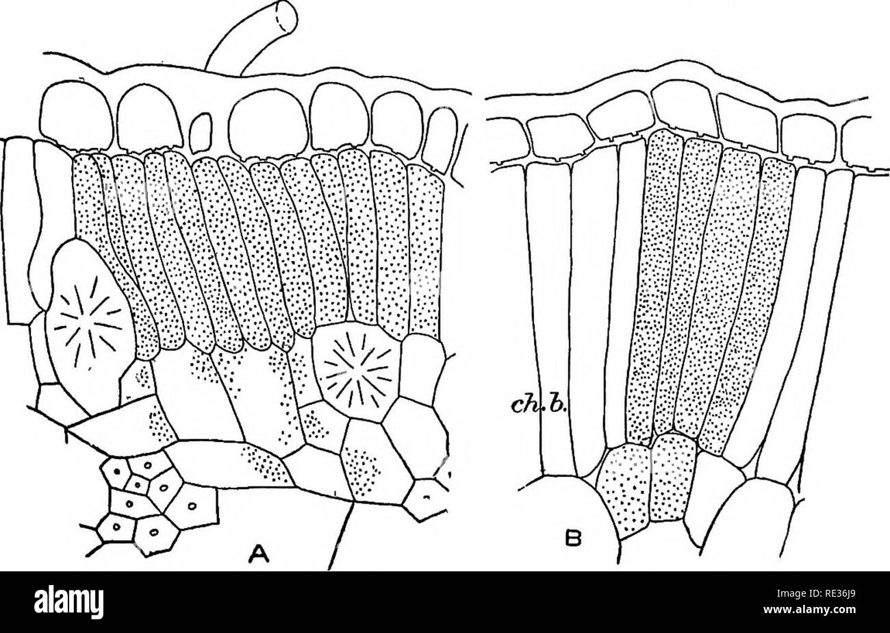 . The topography of the chlorophyll apparatus in desert plants. Chlorophyll; Desert plants; Plants. KRAMERIA CANESCENS. 21 chlorophyll-bearing tissue is the subepidermal band which extends to the interrupted ring- of hard bast. Chlorophyll is also to be found in the medullary rays and in the outer cells of the pith. The chlorophyll band is composed of a single layer of much-elongated palisade cells, or of a single layer of palisade cells and one tier of nearly cuboid cells which lie within, i. e., towards, the woody cylinder.. Fig. g.—Krameria canescens: A, transverse section of leaf, showing  Stock Photo