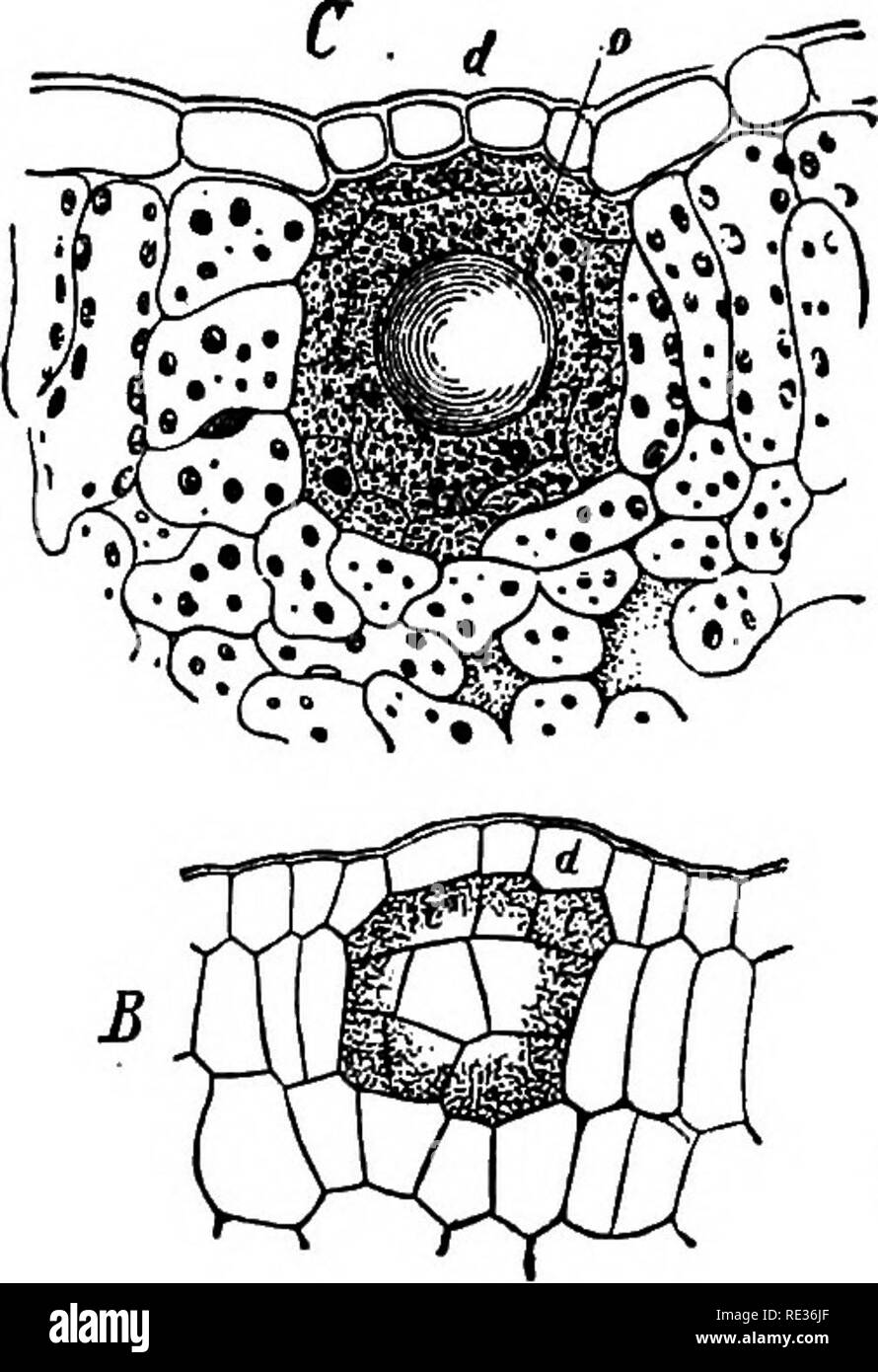 . Plant anatomy from the standpoint of the development and functions of
